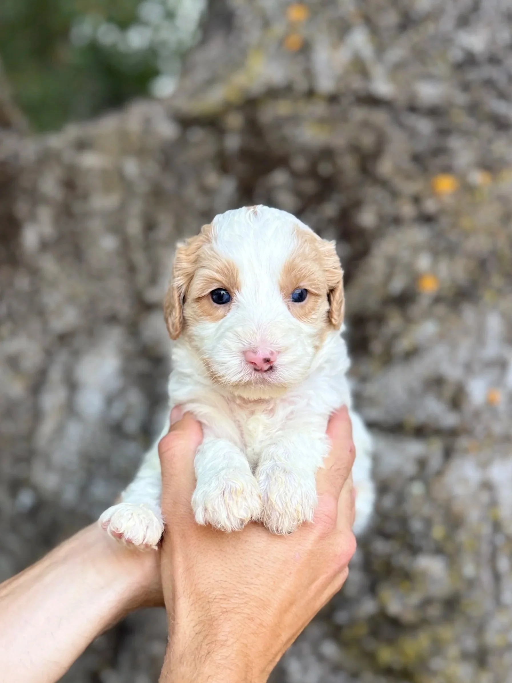 Purple Collar Female