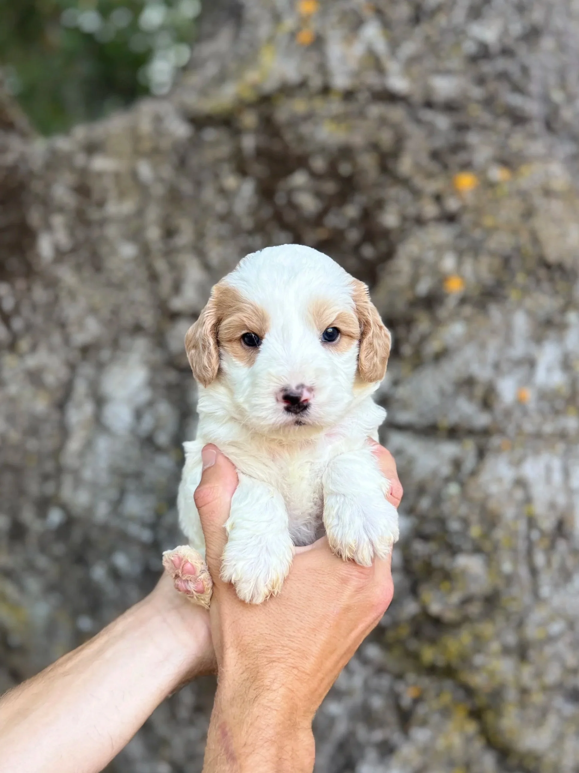 Gold Collar Male