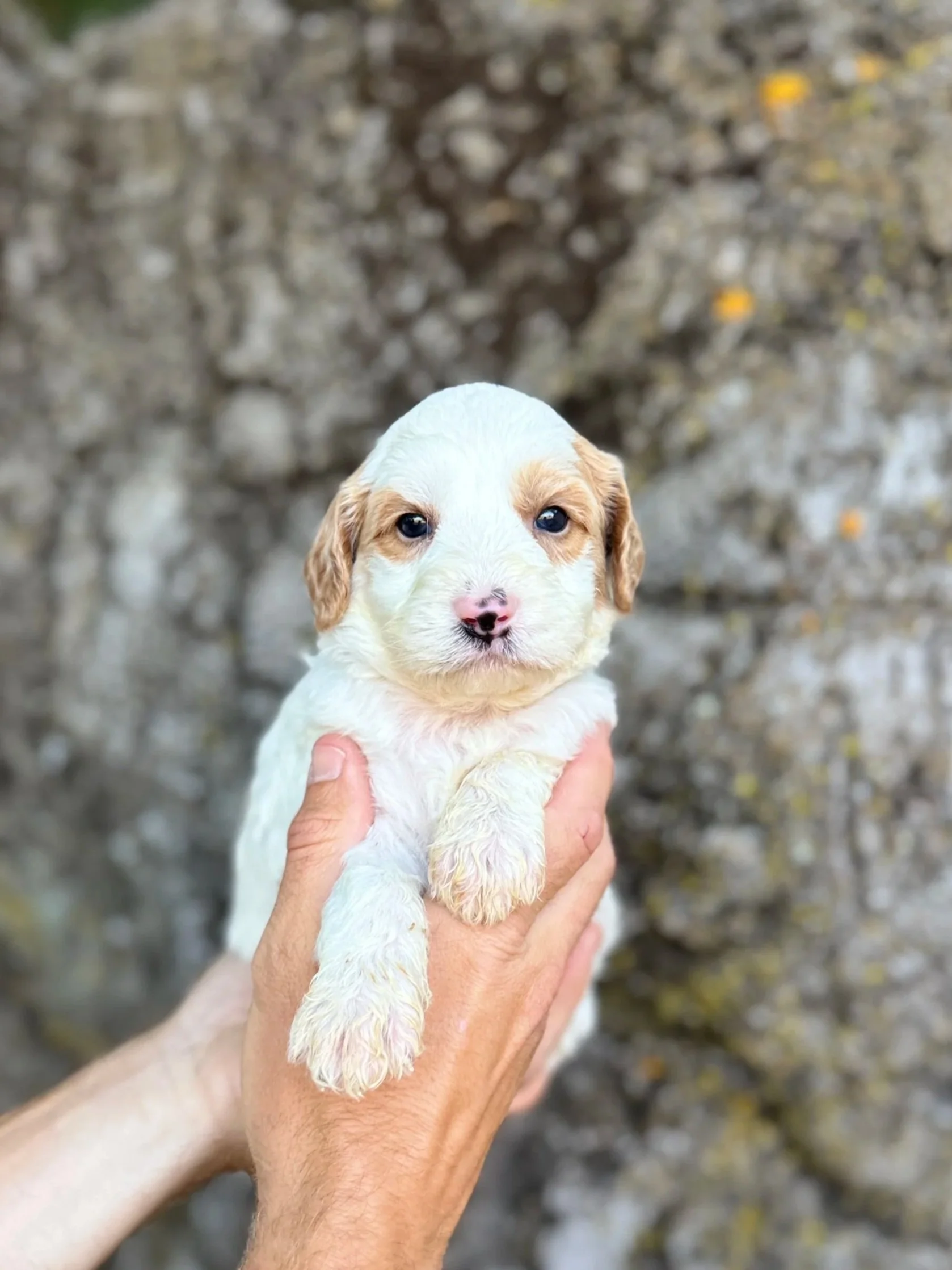 Black Collar Male