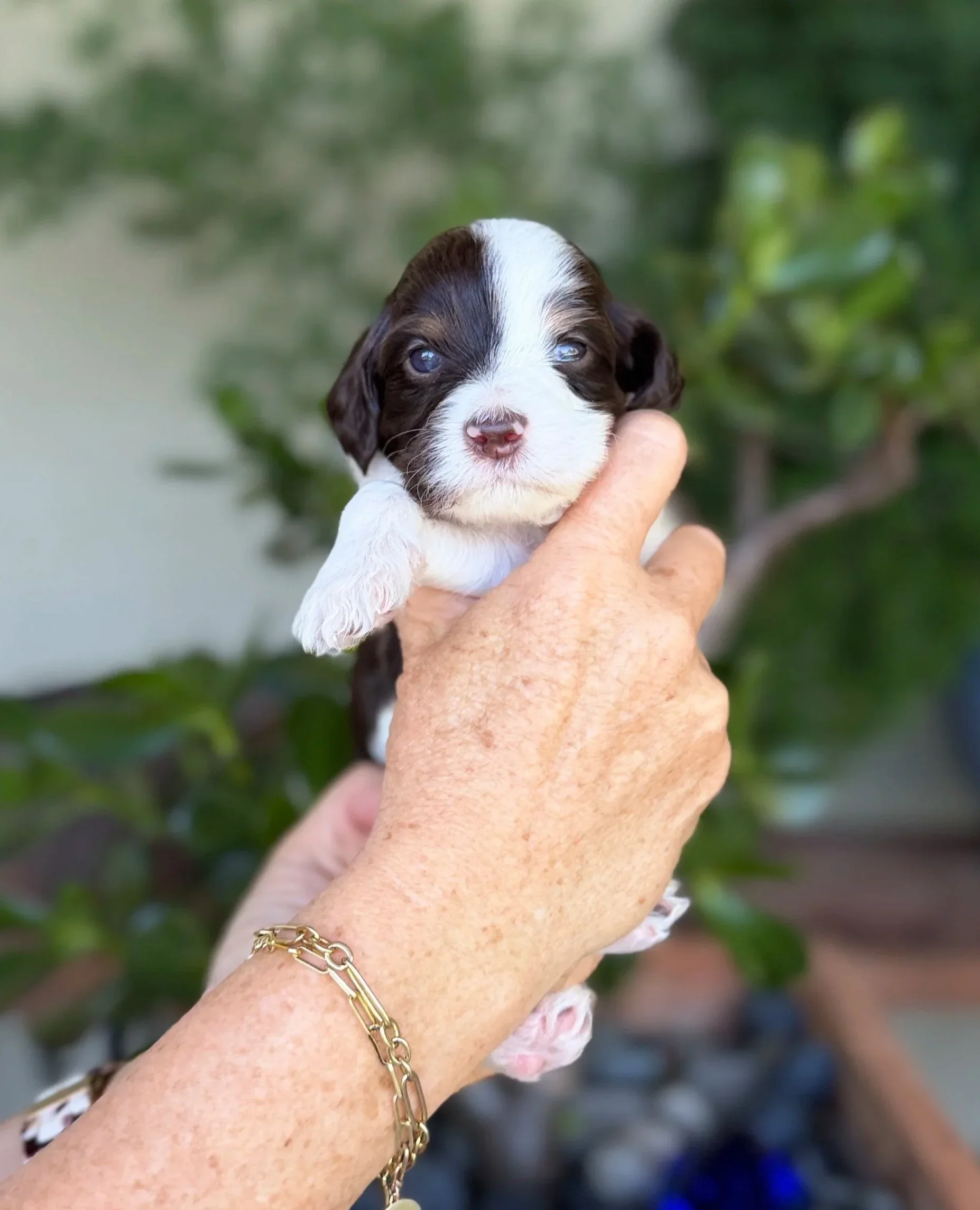 Yellow Collar Female