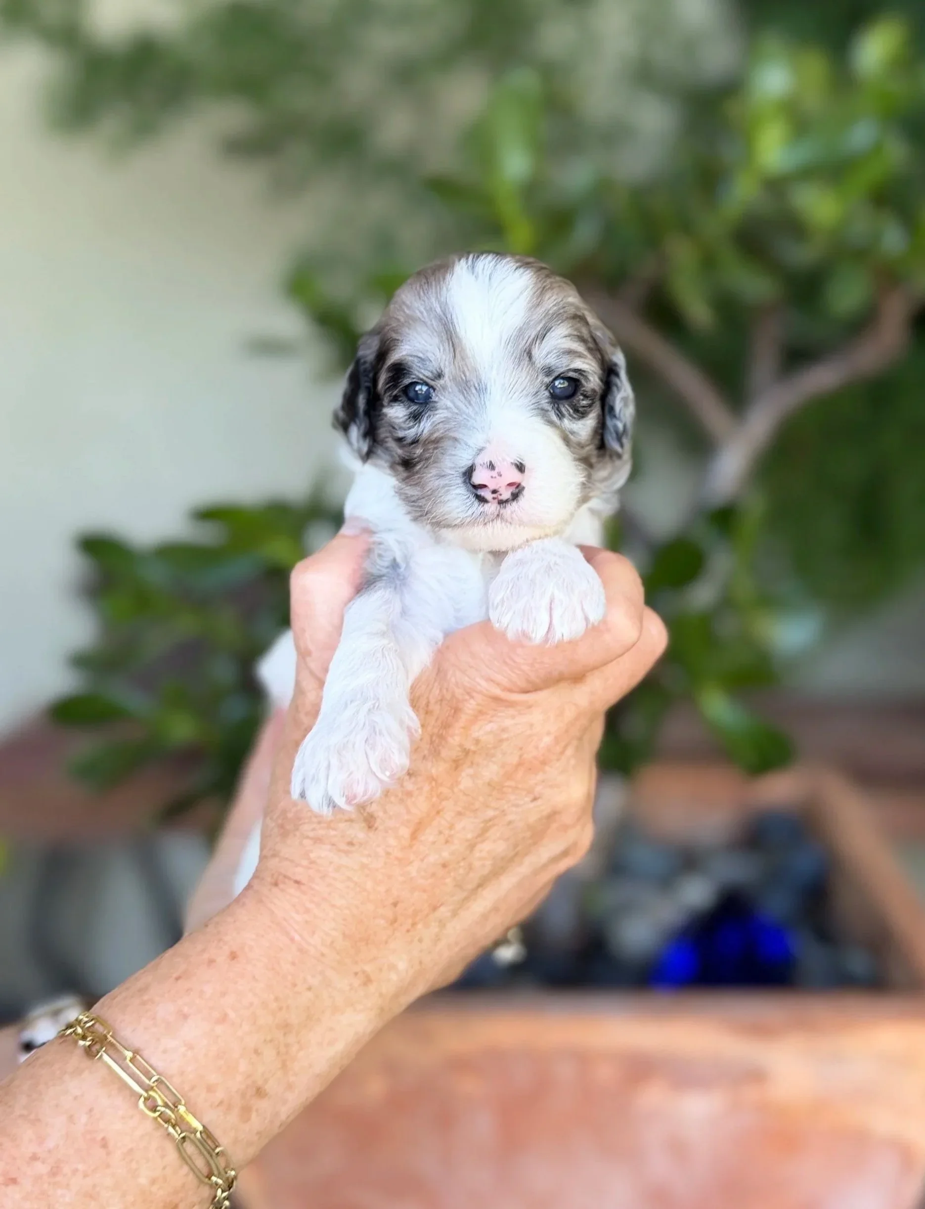 Light Blue Collar Male