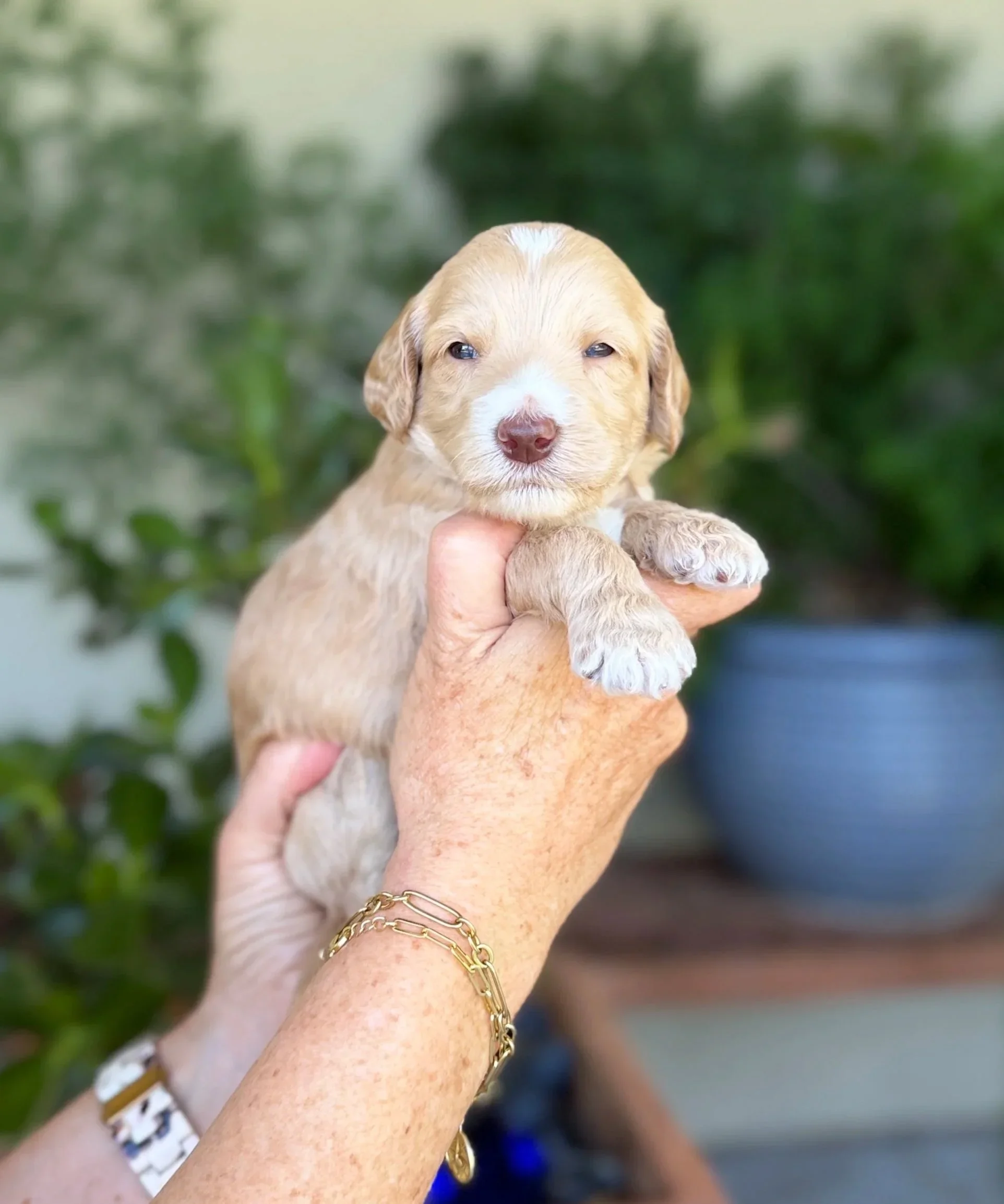 Red Collar Male