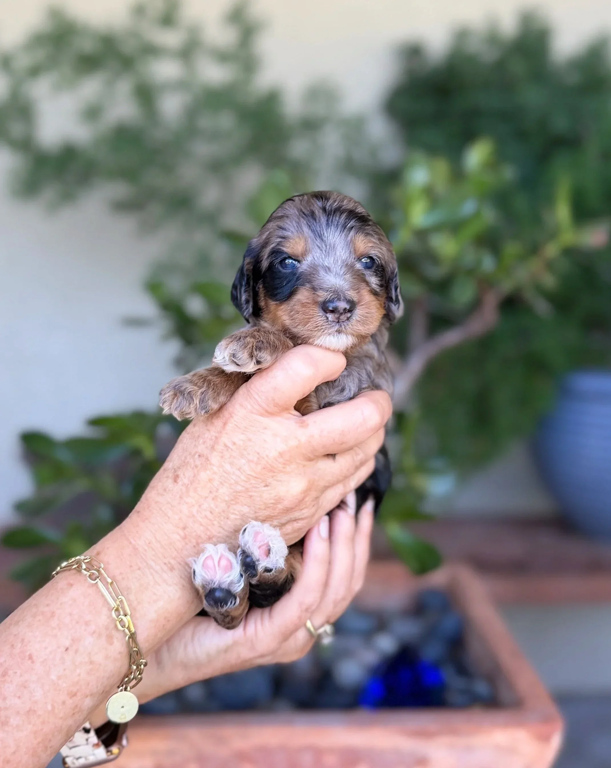Silver Collar Male