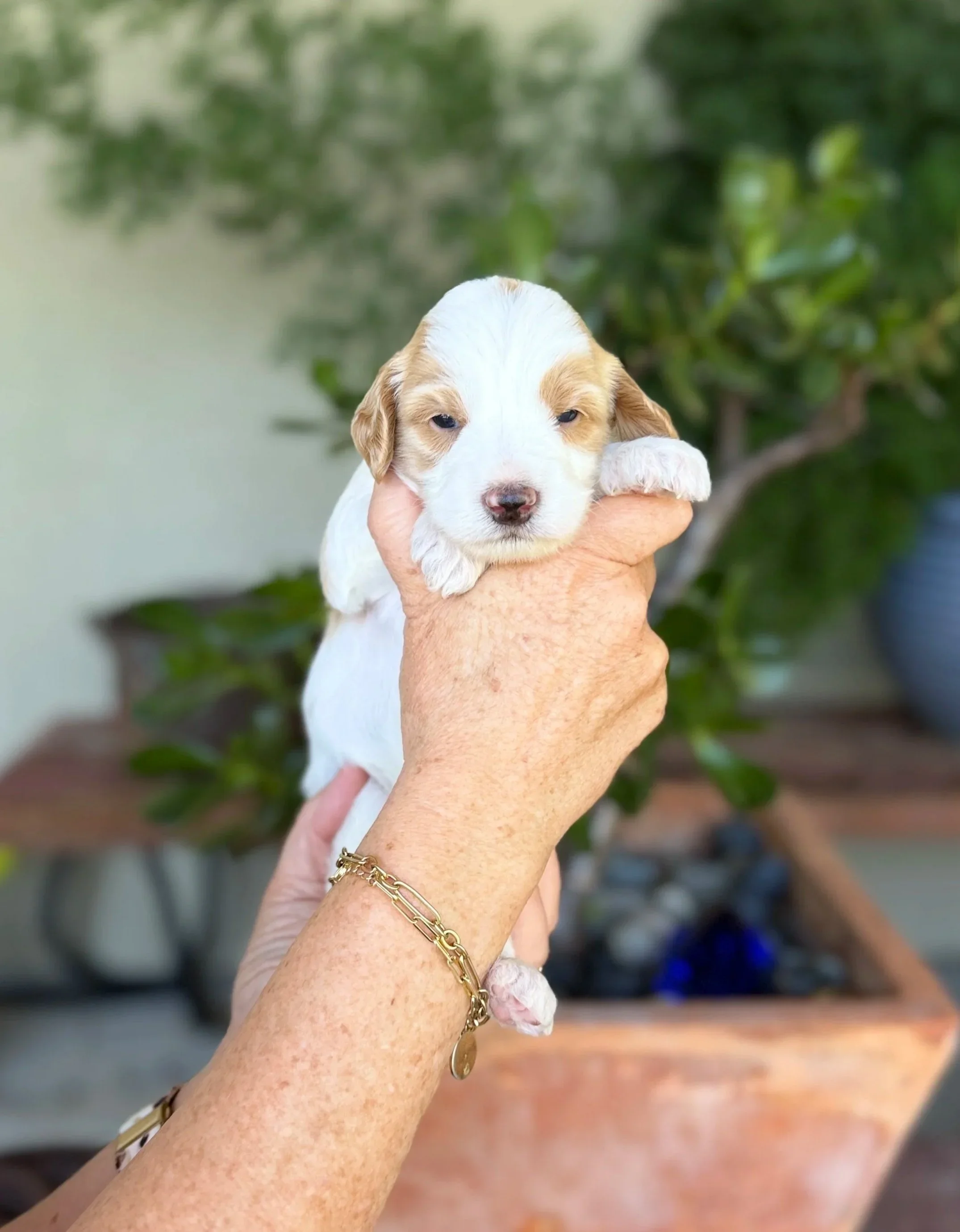 Orange Collar Male