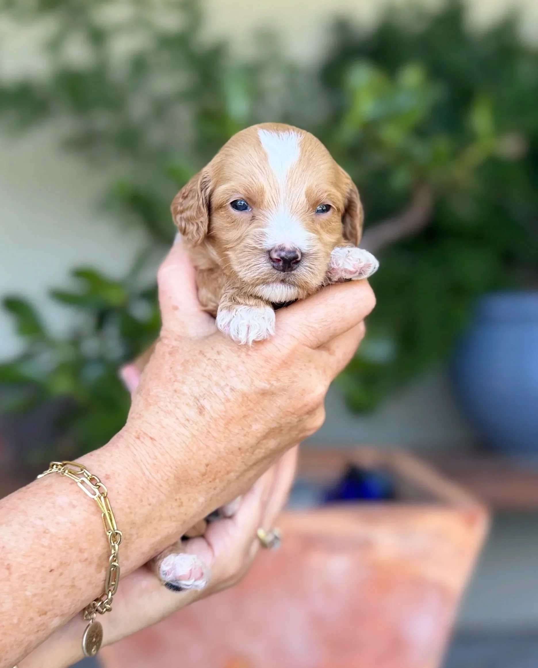Green Collar Male