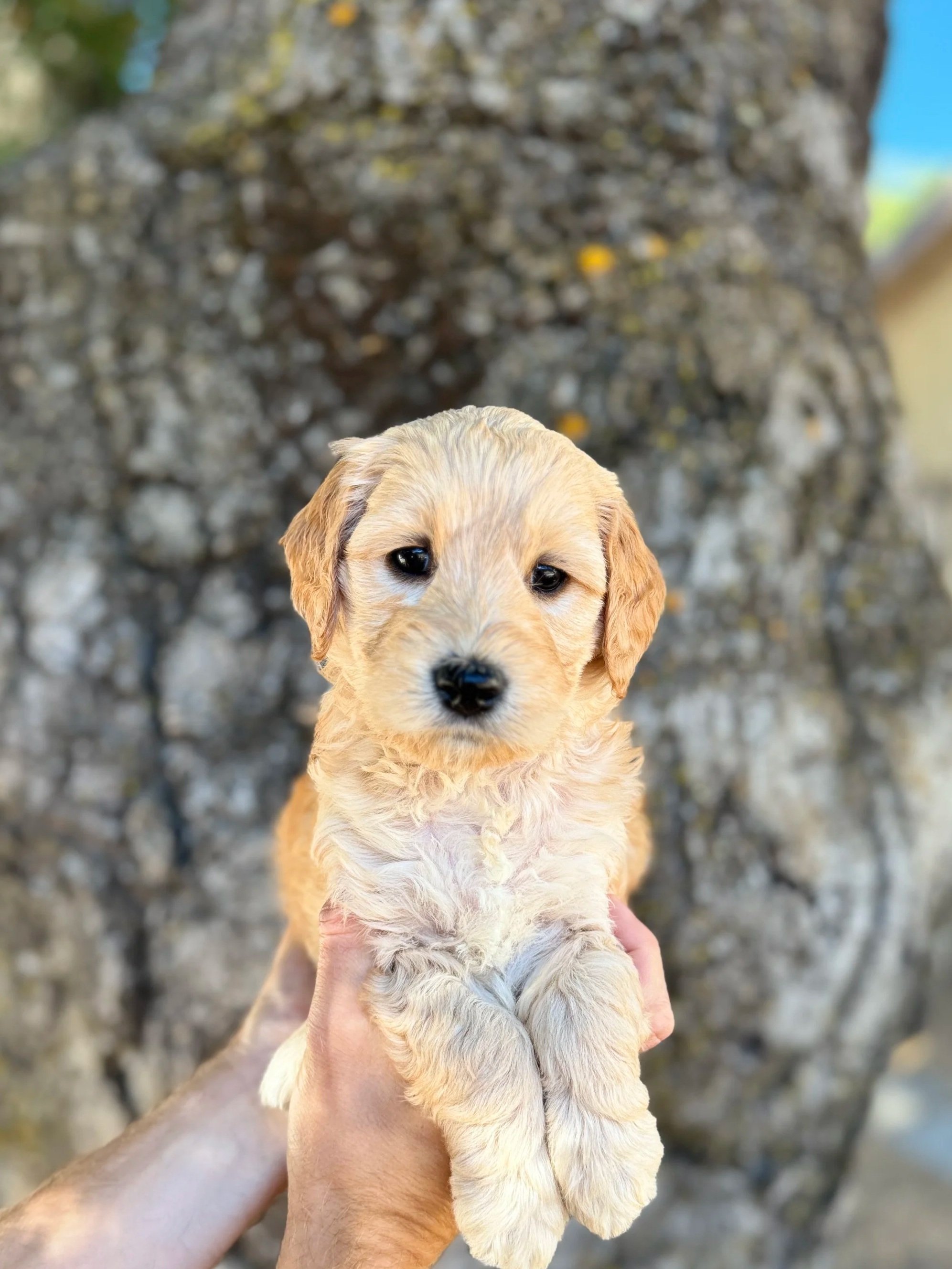 Pink Collar Female