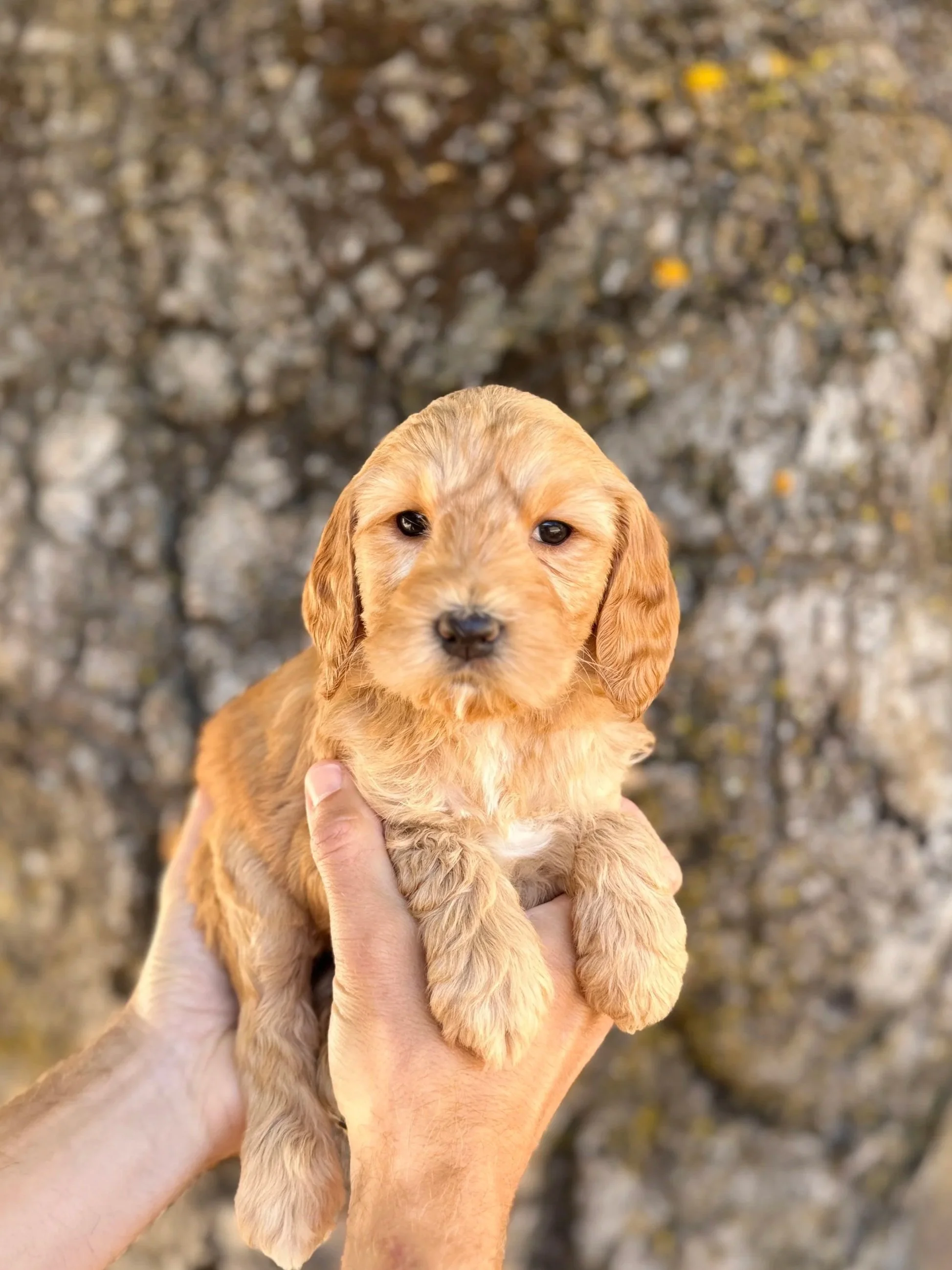 Purple Collar Female
