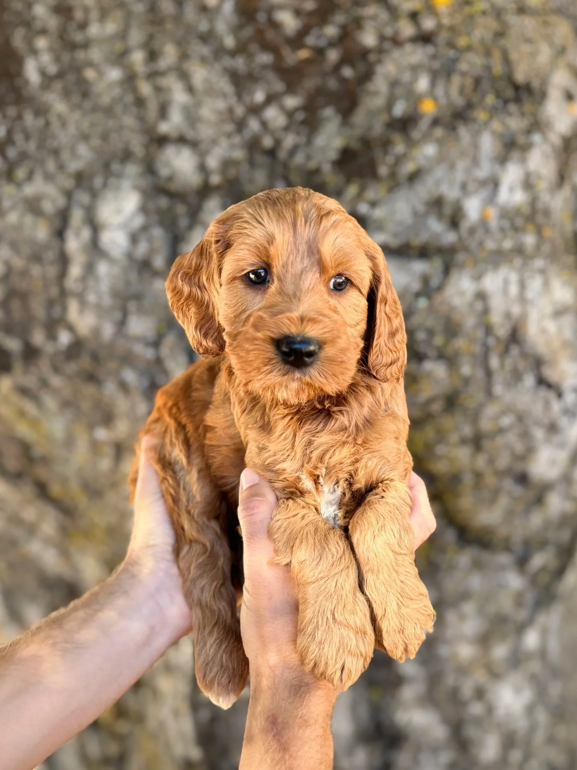 Green Collar Male