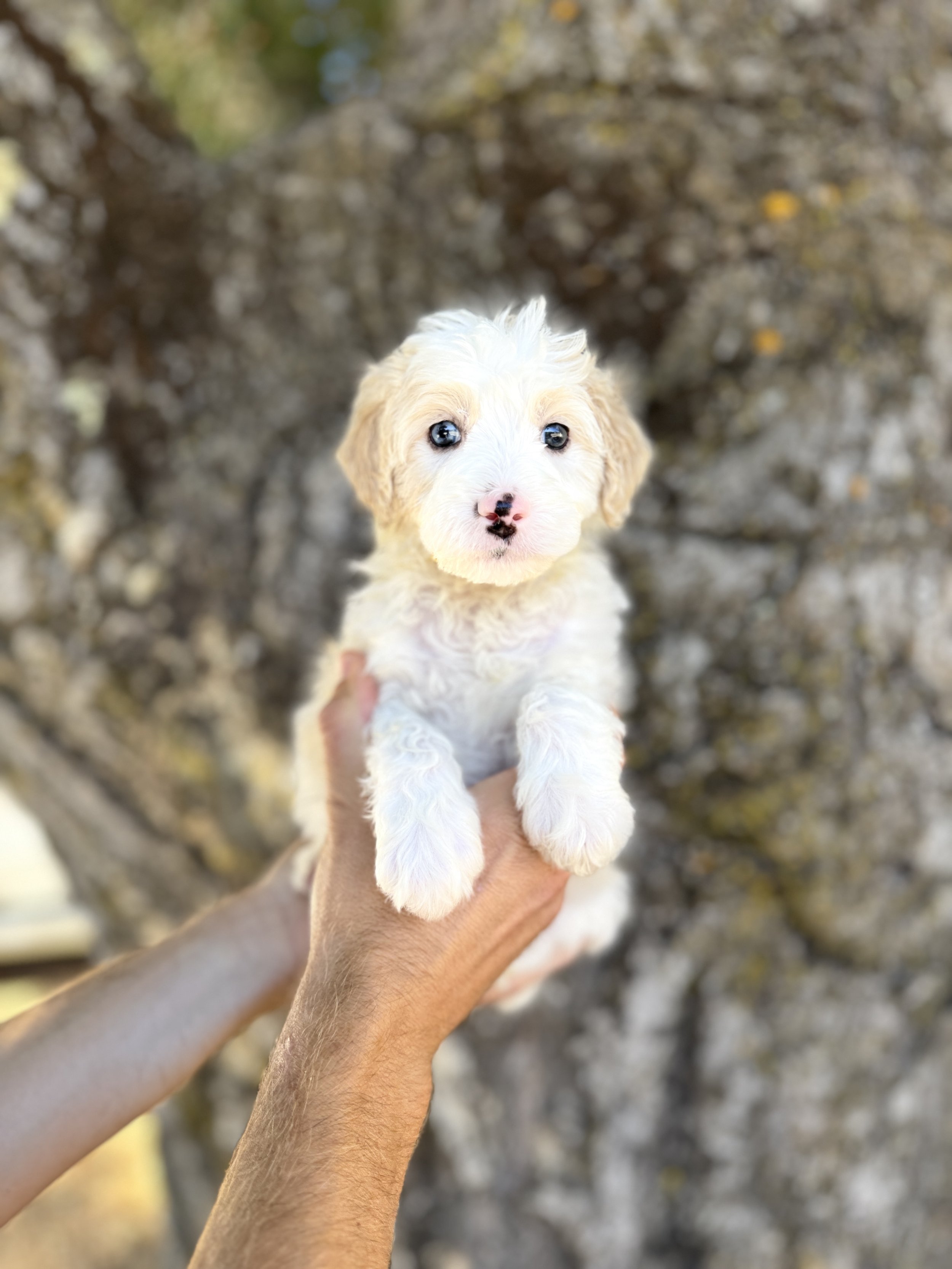 Yellow Collar Female