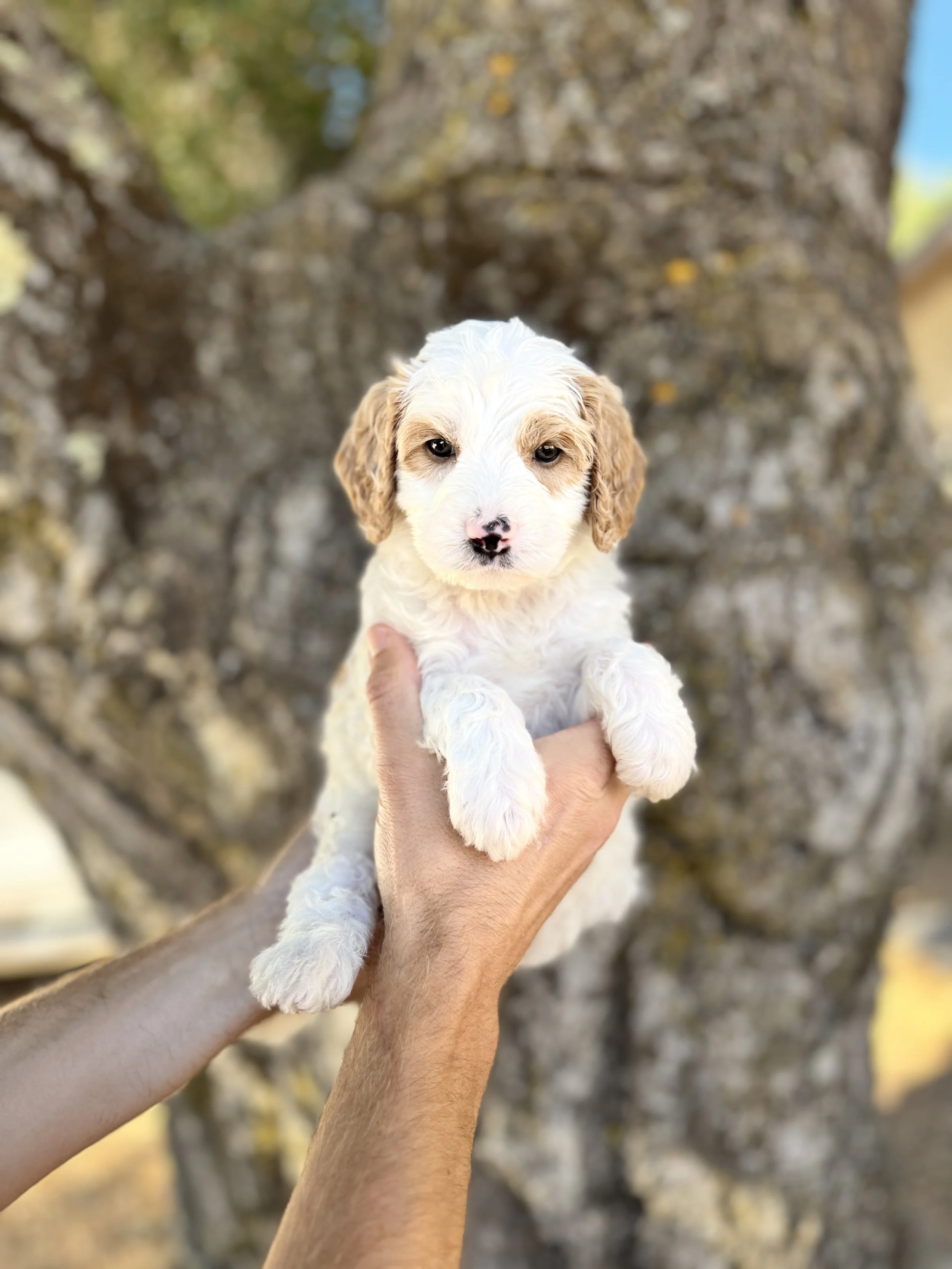 Black Collar Male