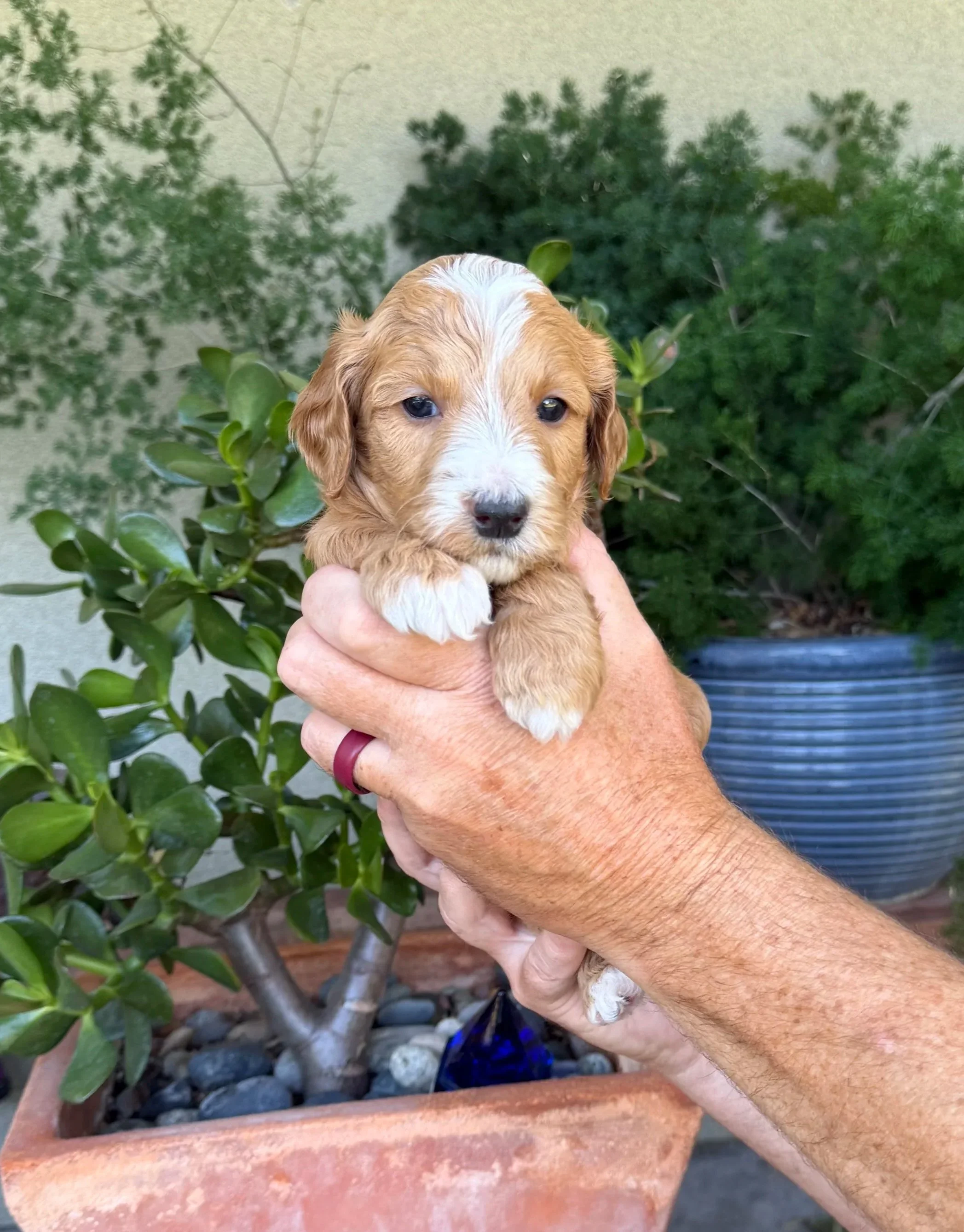 Black Collar Male