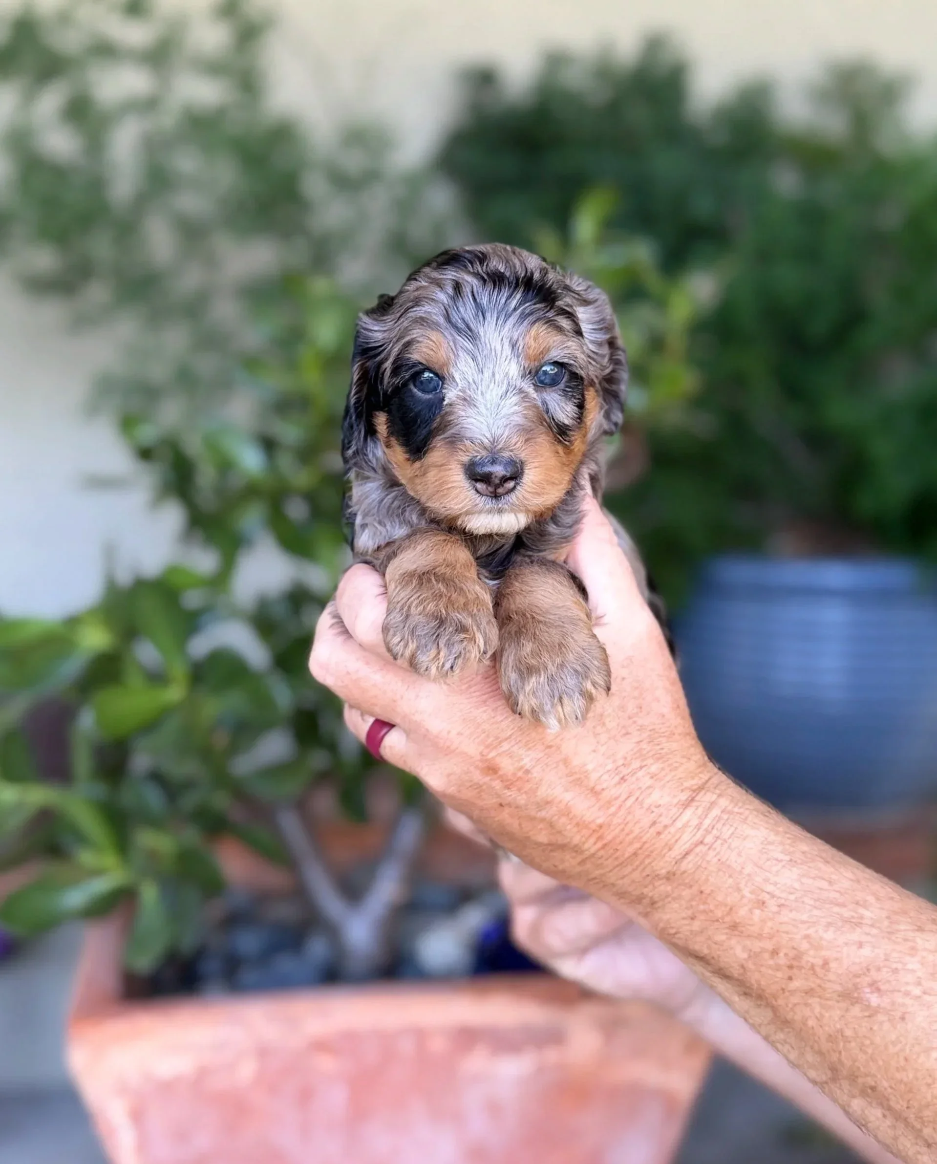 Silver Collar Male