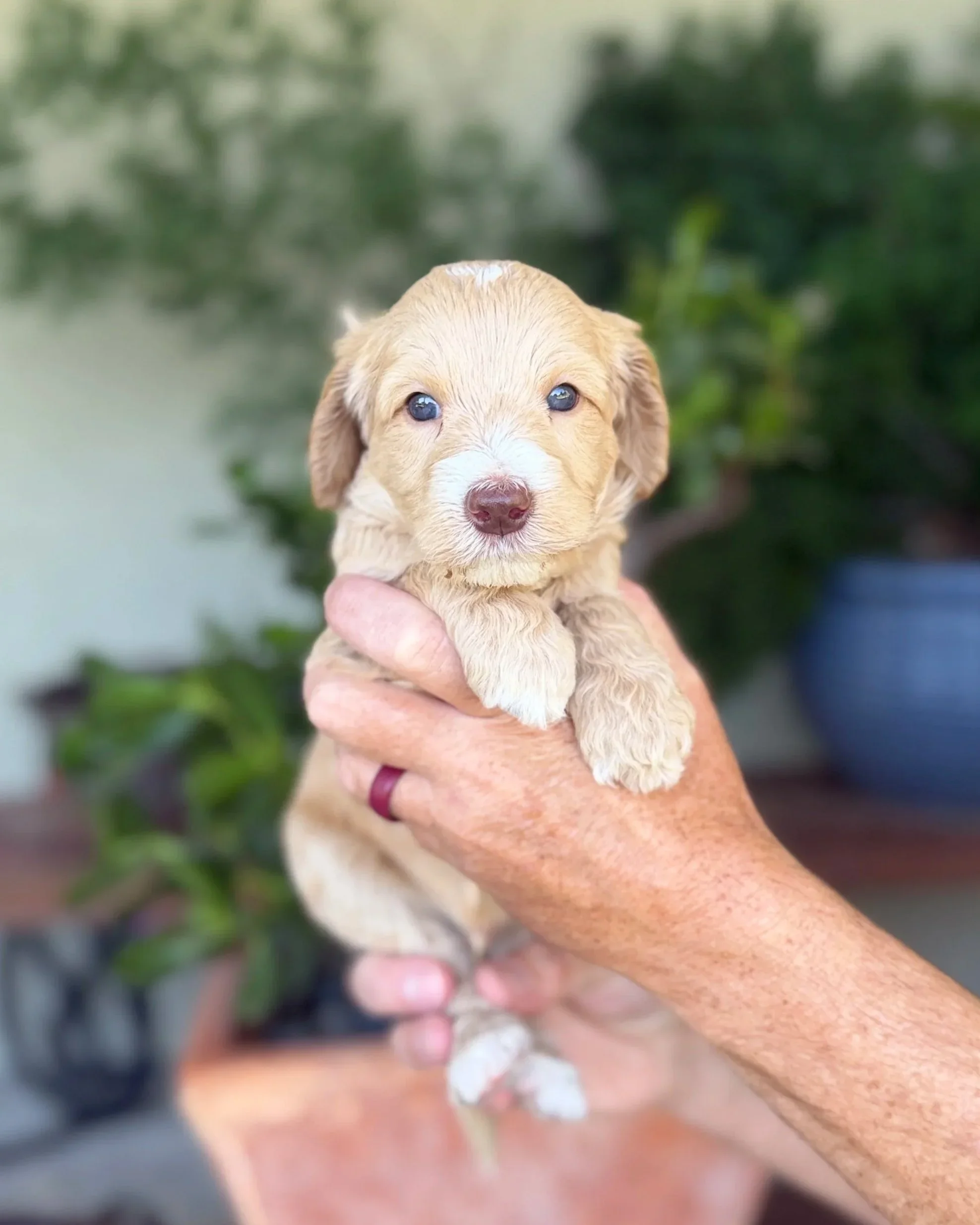 Red Collar Male