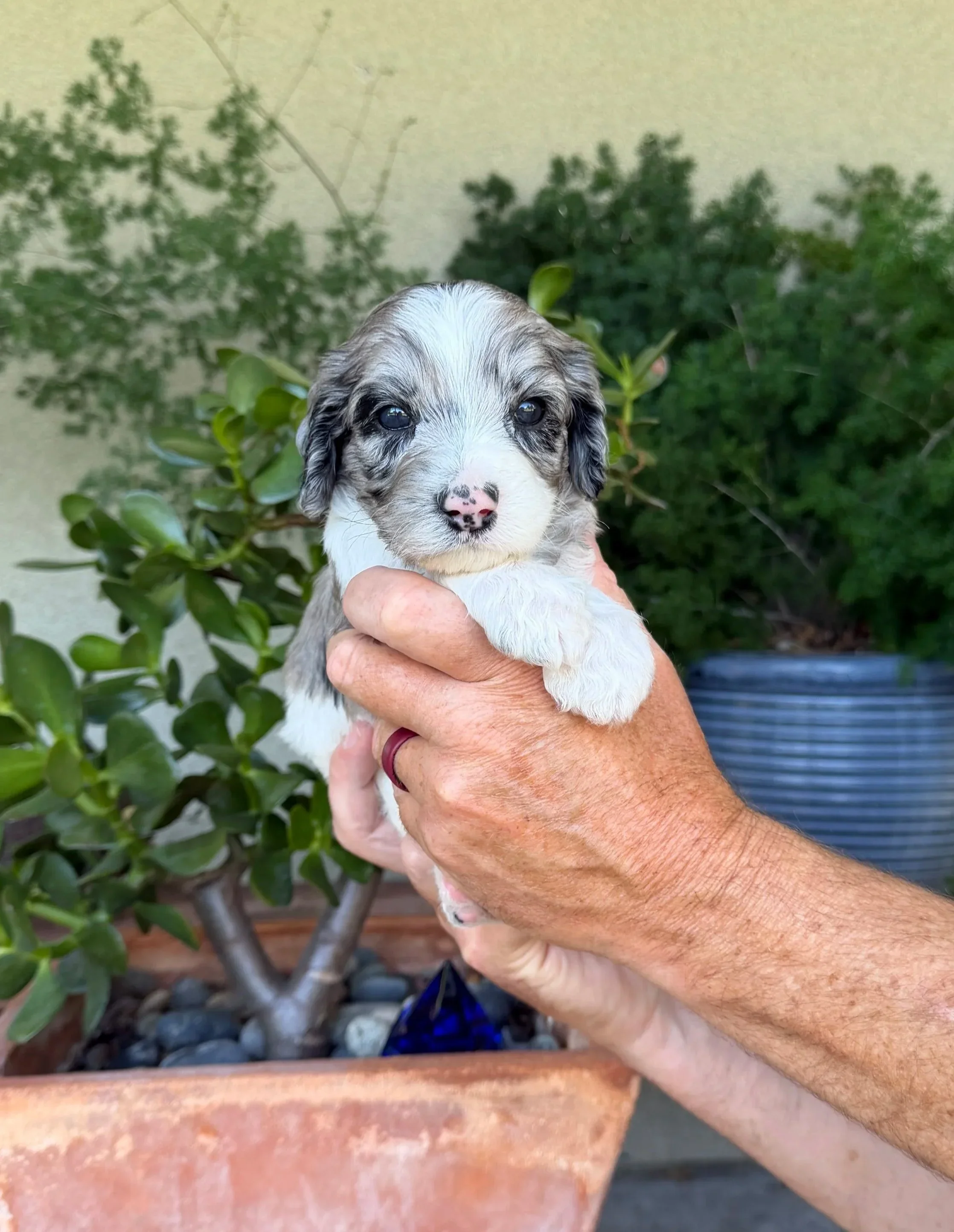 Light Blue Collar Male