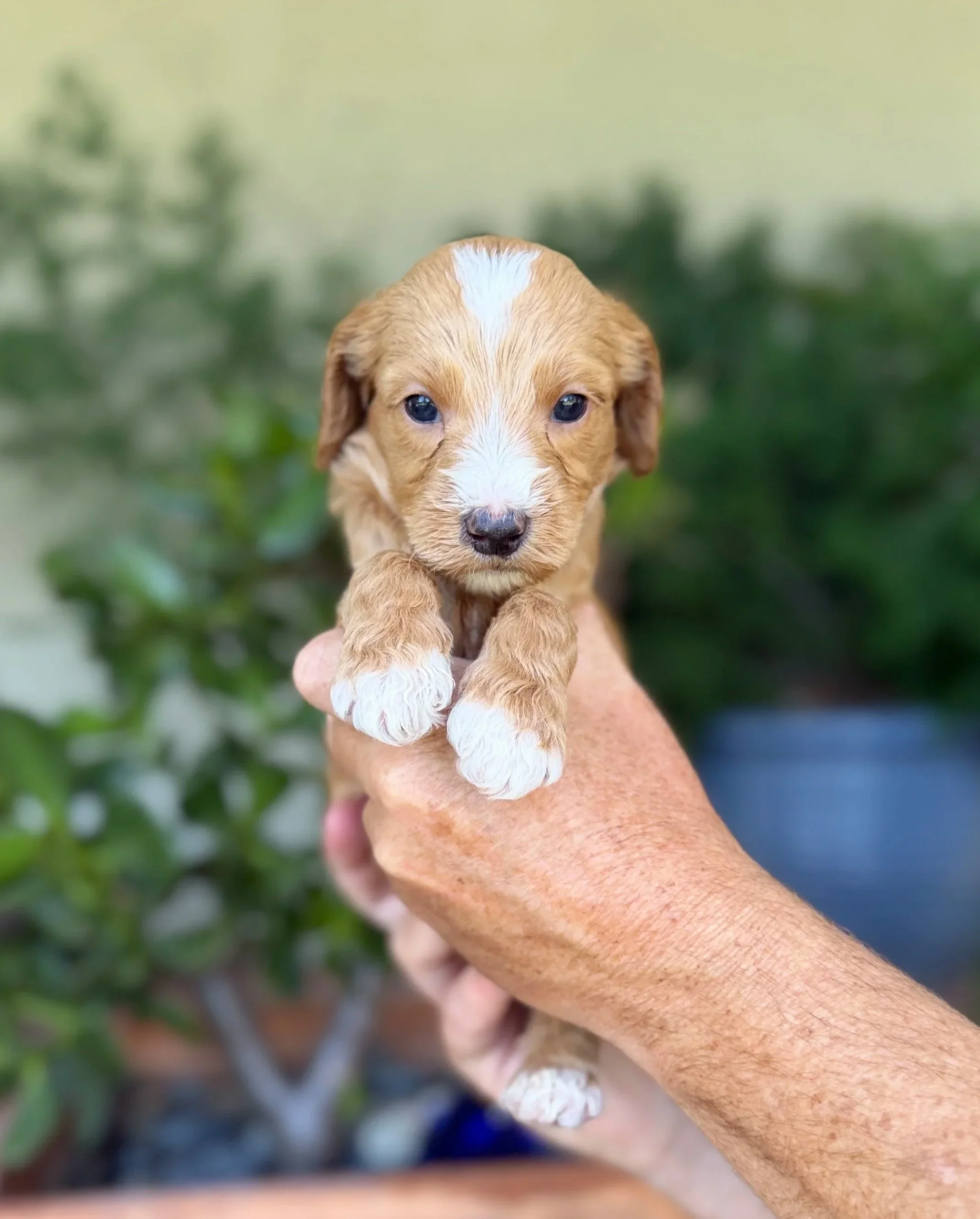 Green Collar Male