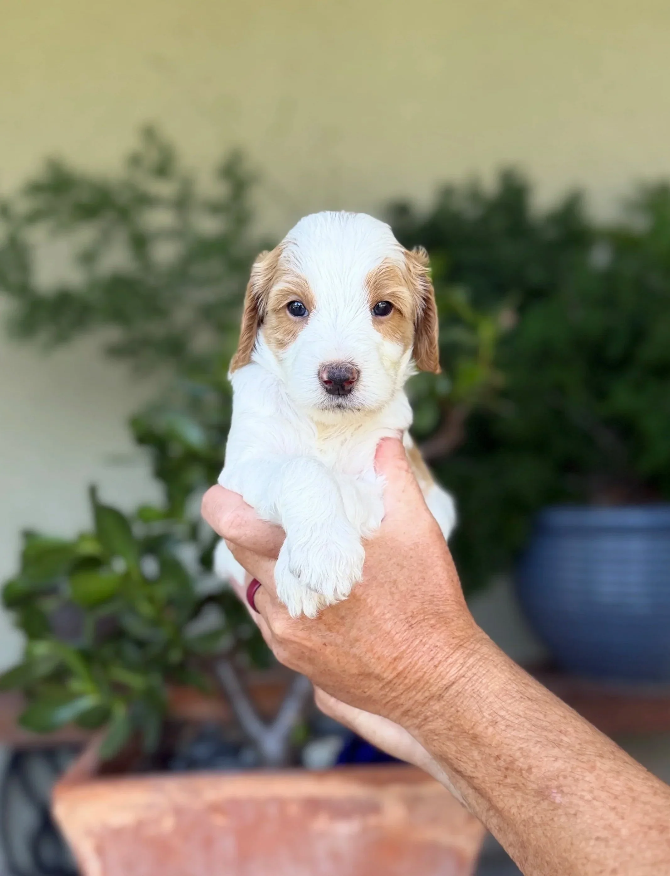 Orange Collar Male