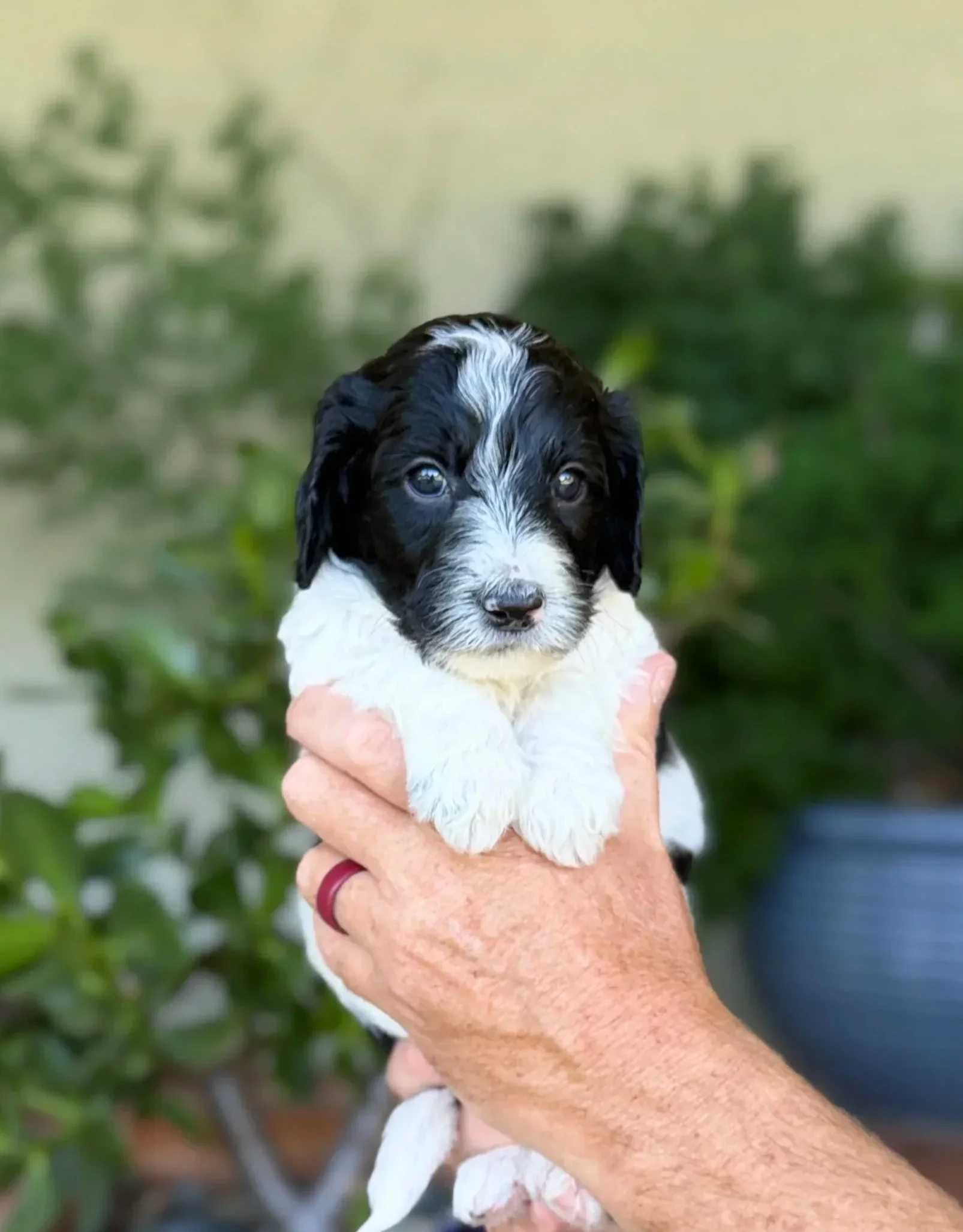Lime Collar Male