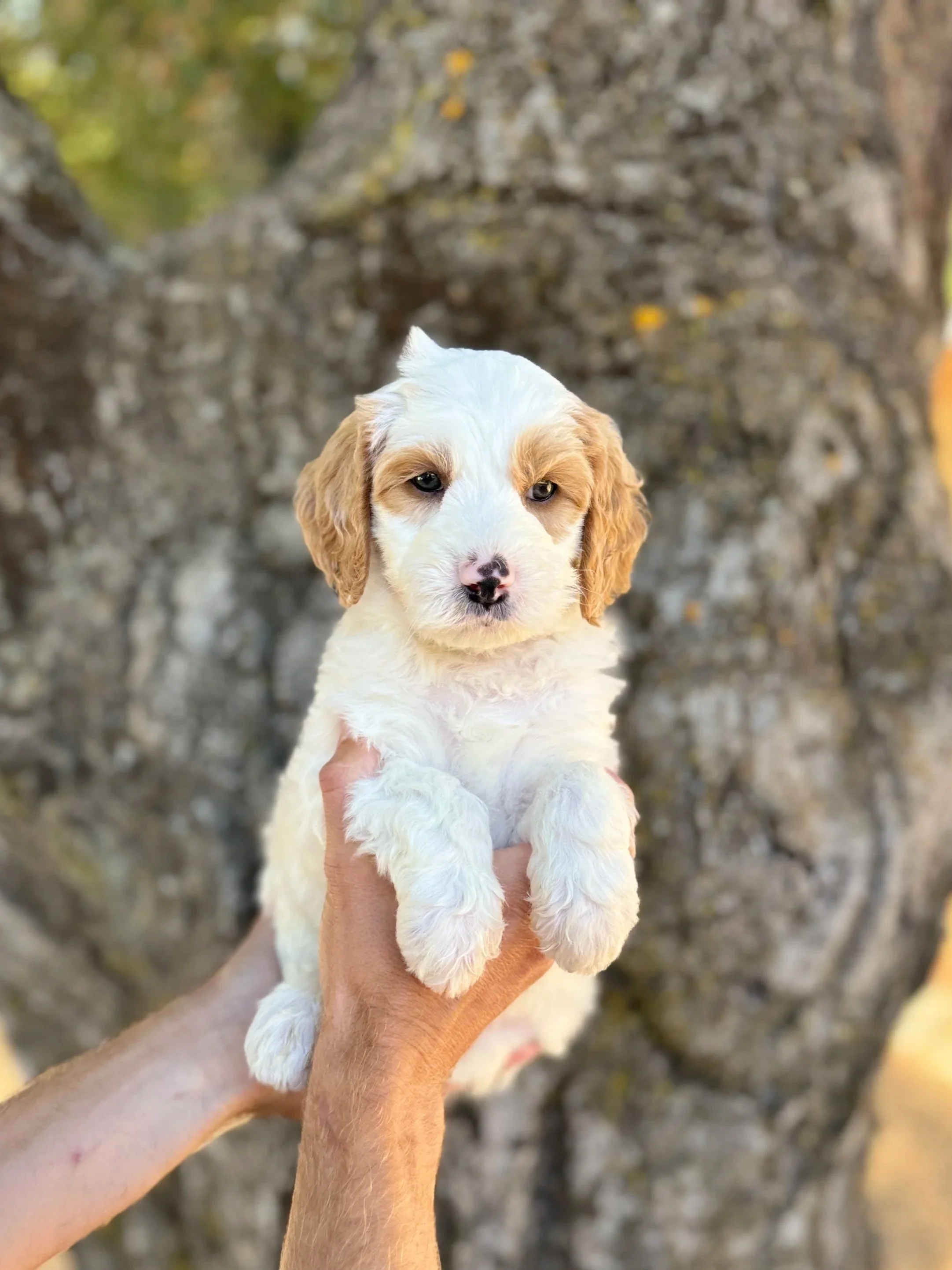 Black Collar Male