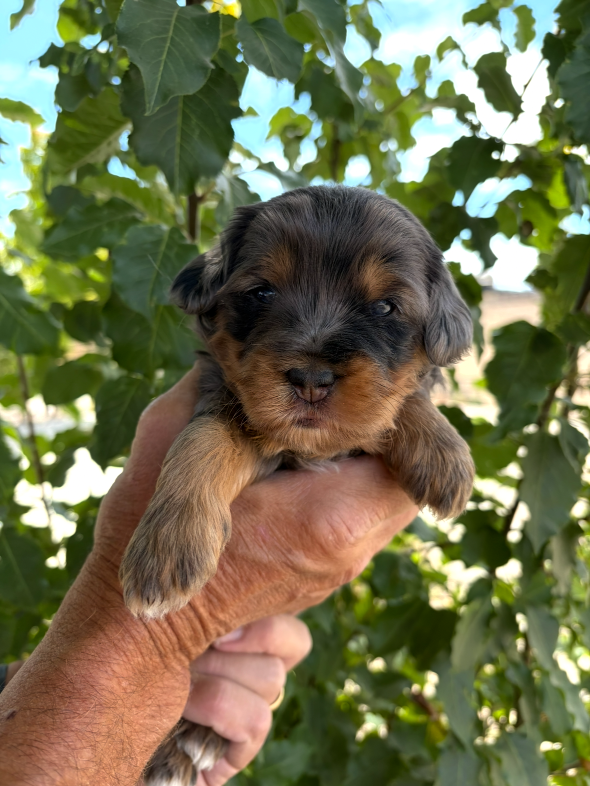 Purple Collar Female