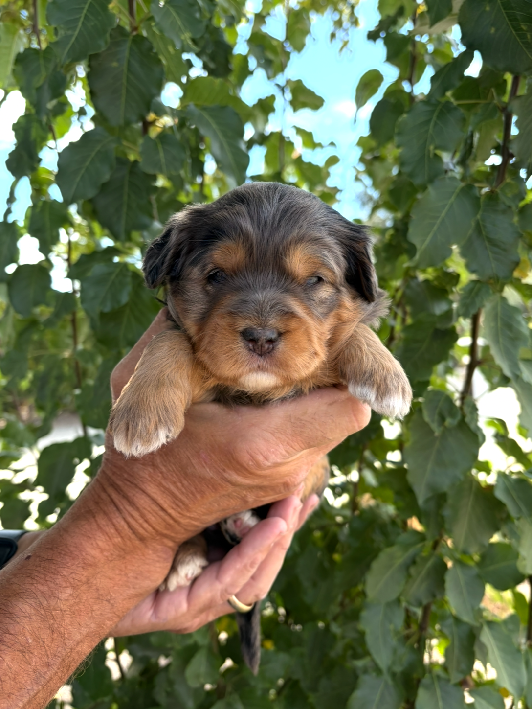 Green Collar Female
