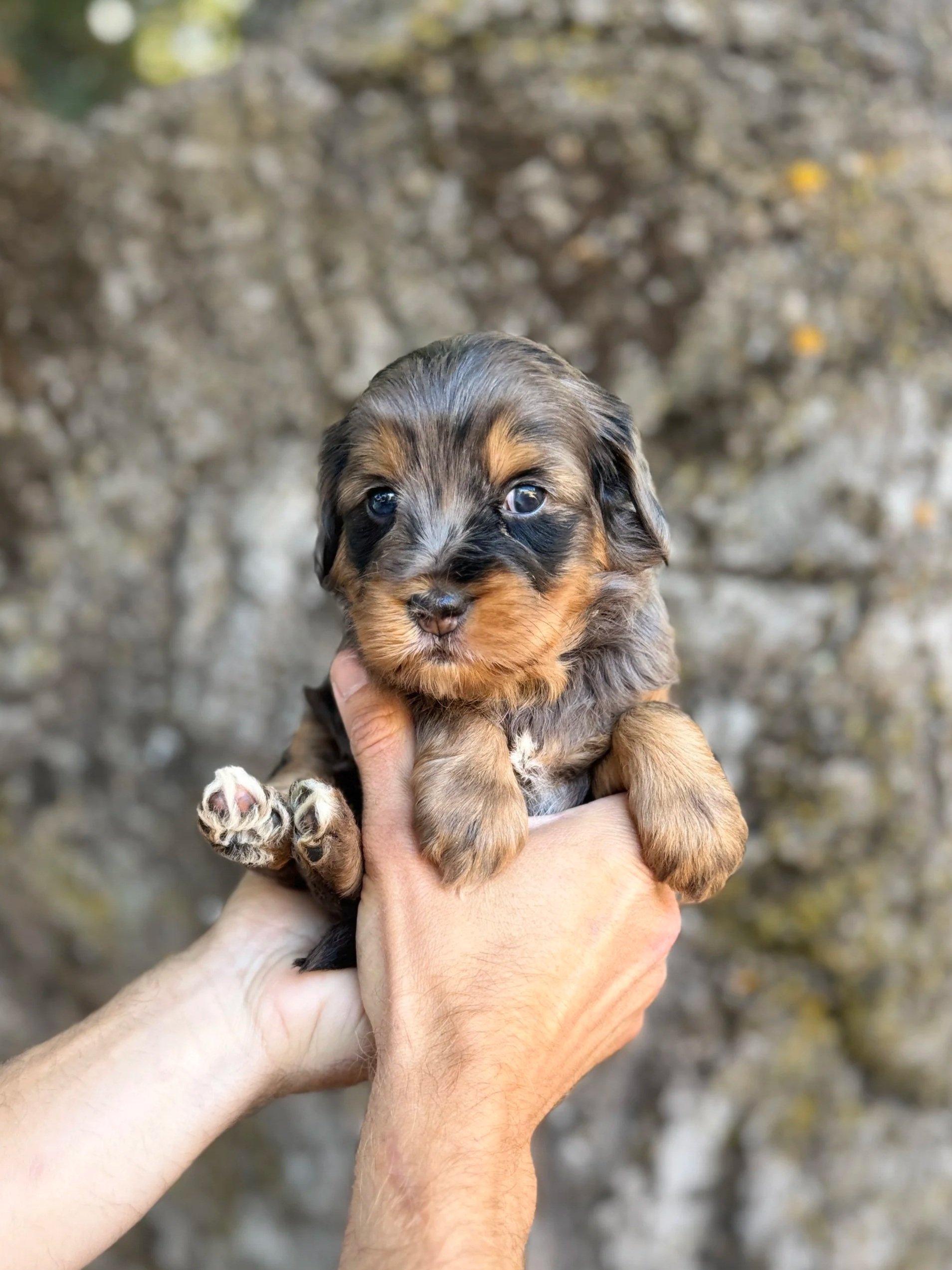 Purple Collar Female