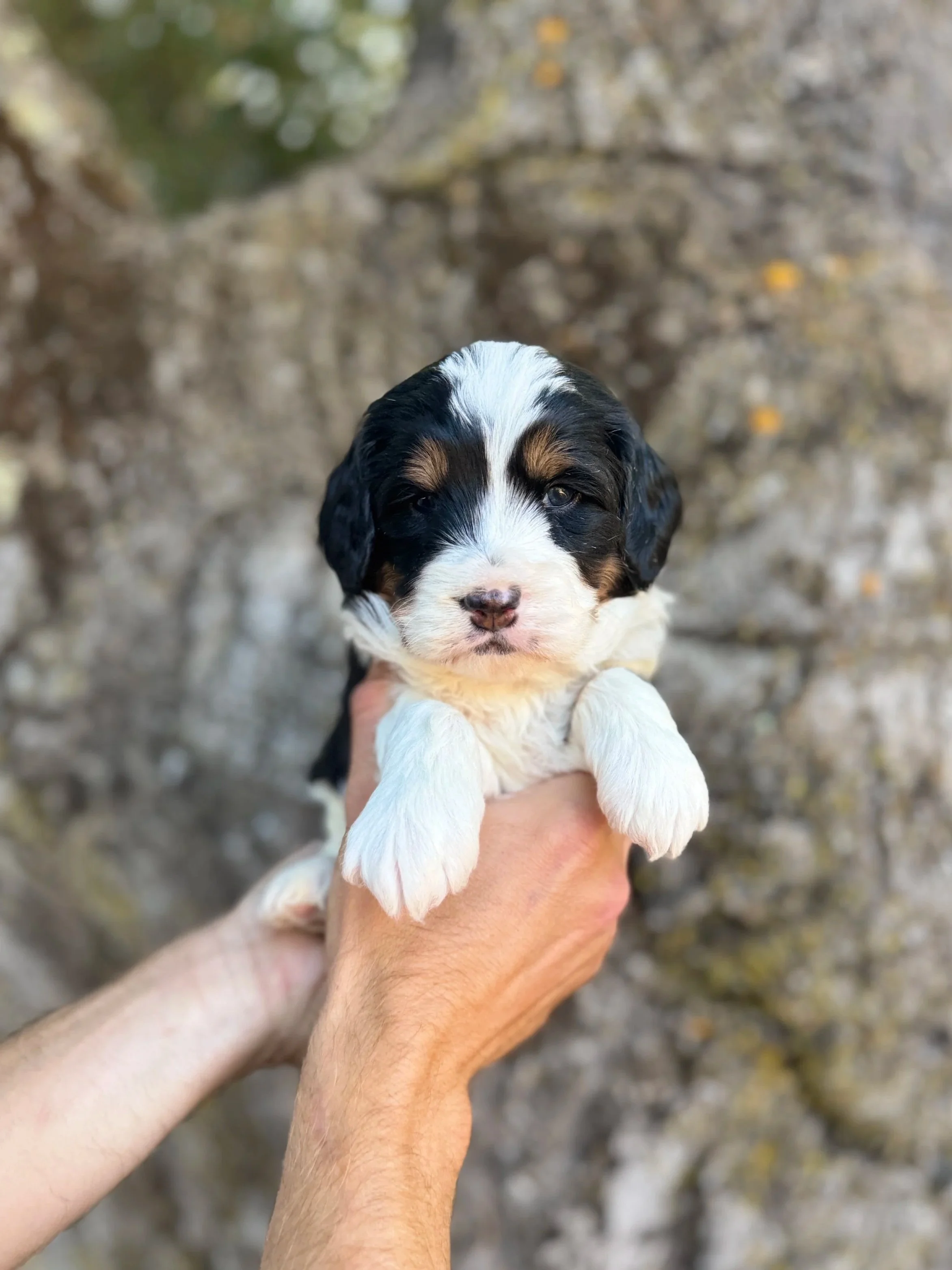 Gold Collar Male