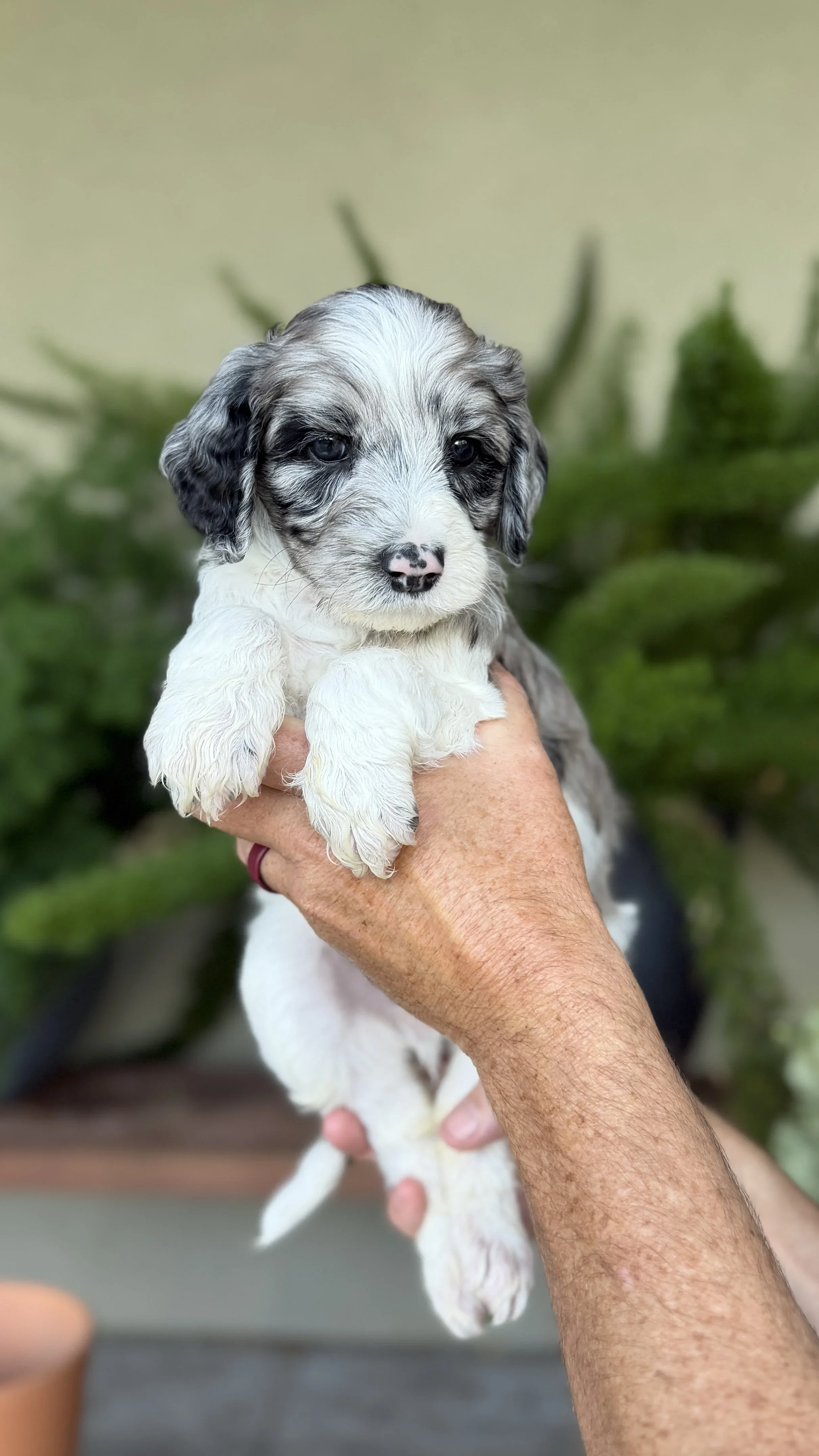 Light Blue Collar Male