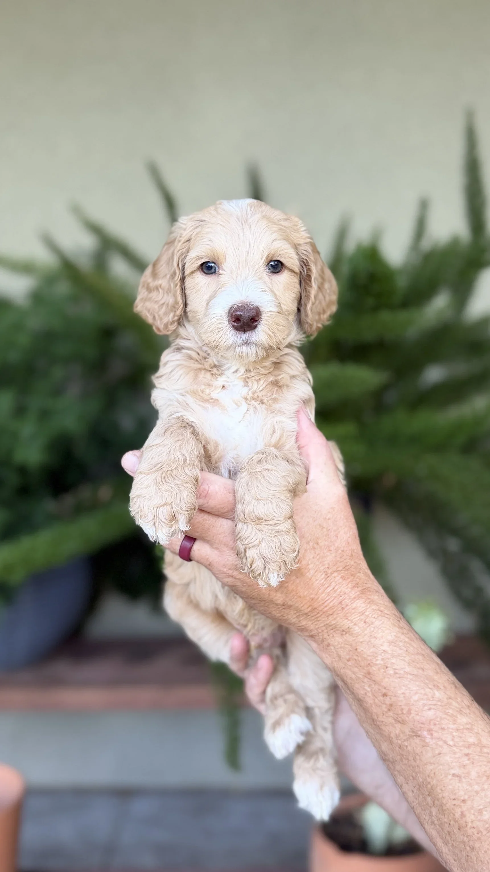 Red Collar Male