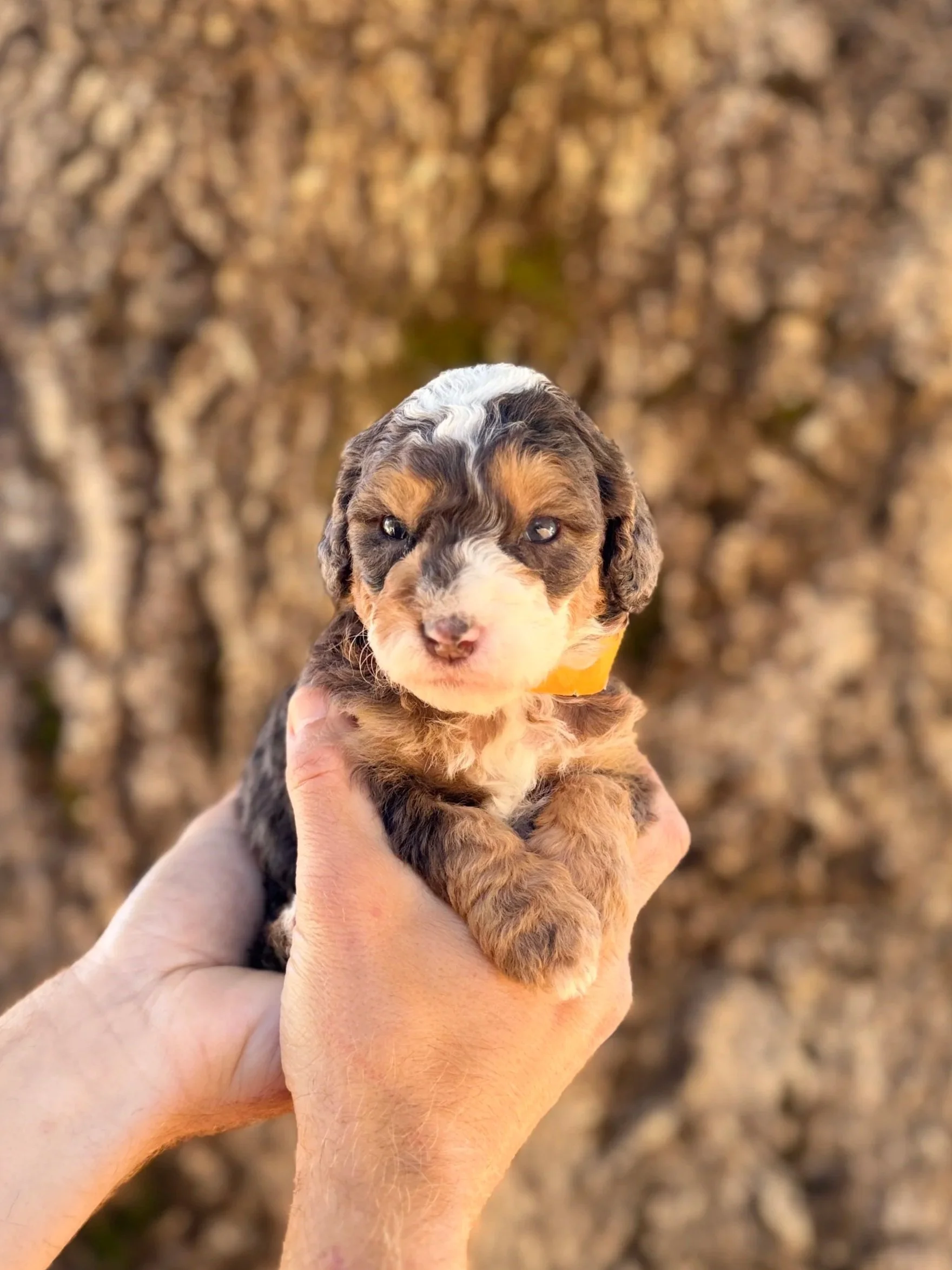 Orange Collar Female