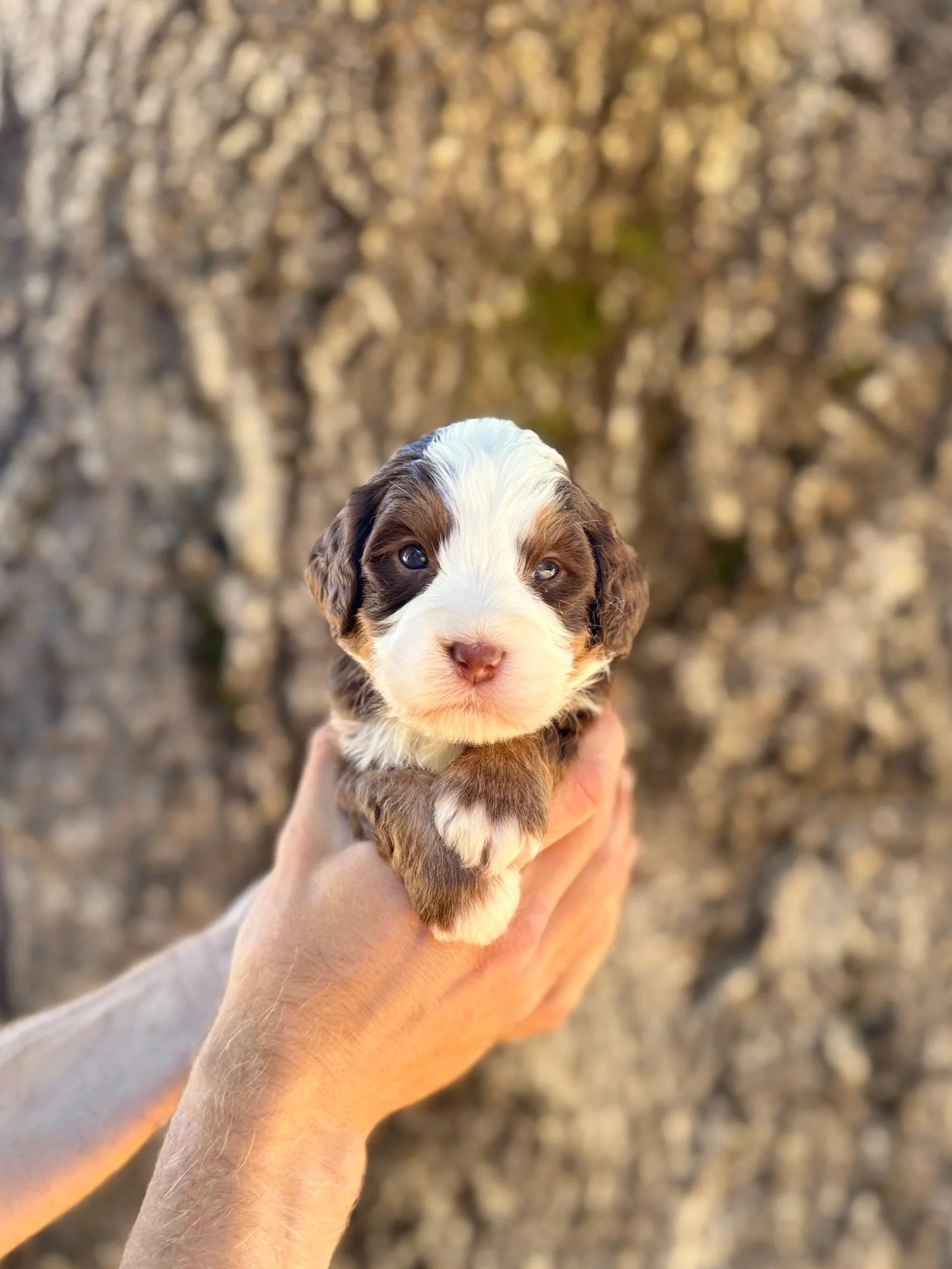 Yellow Collar Female
