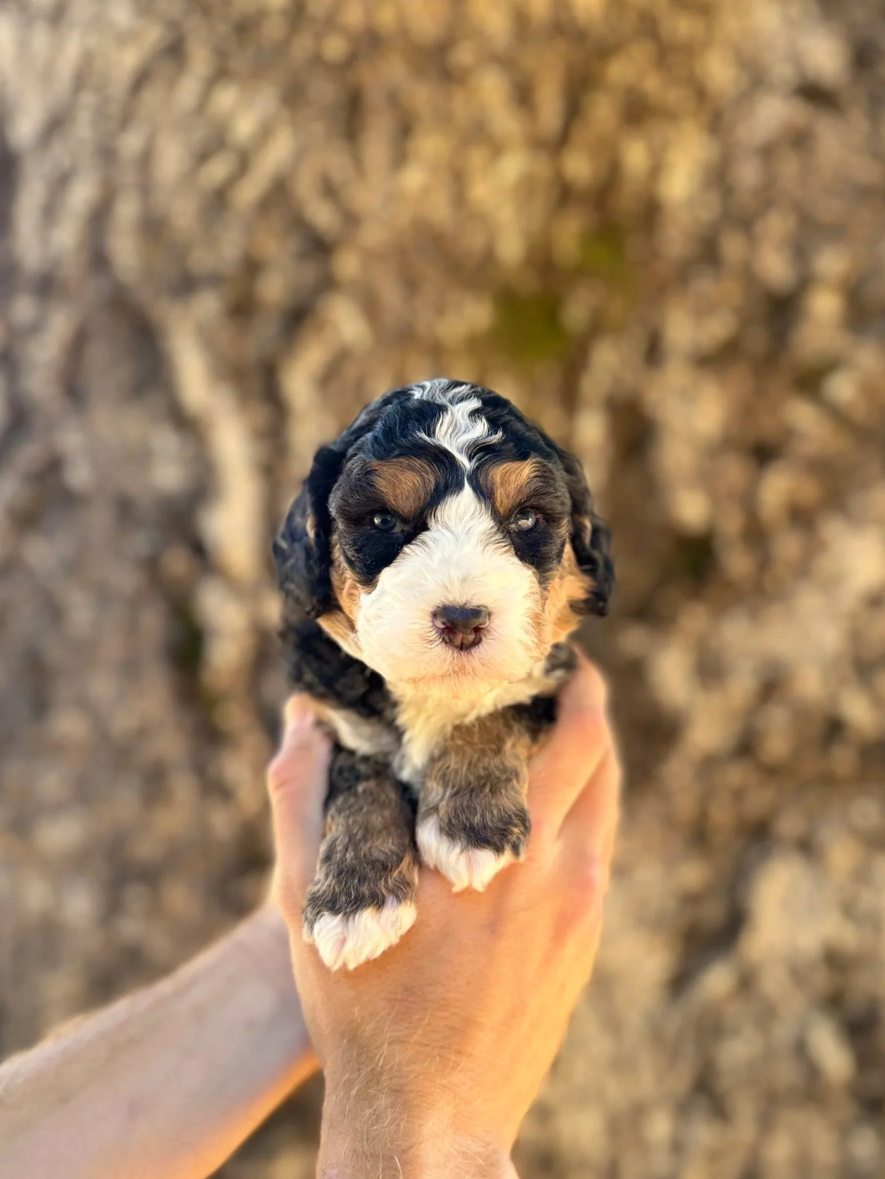 Green Collar Male