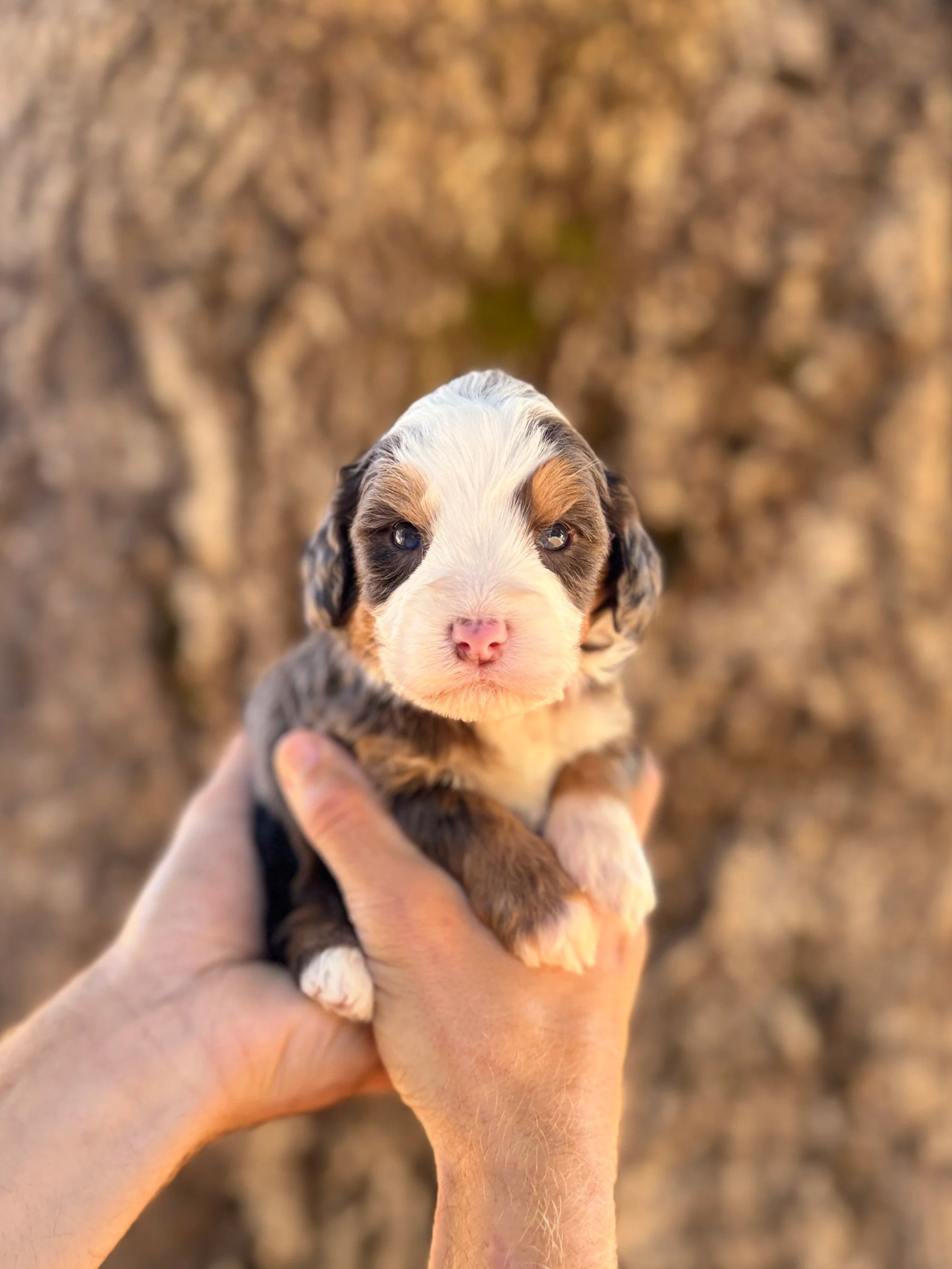 Red Collar Male
