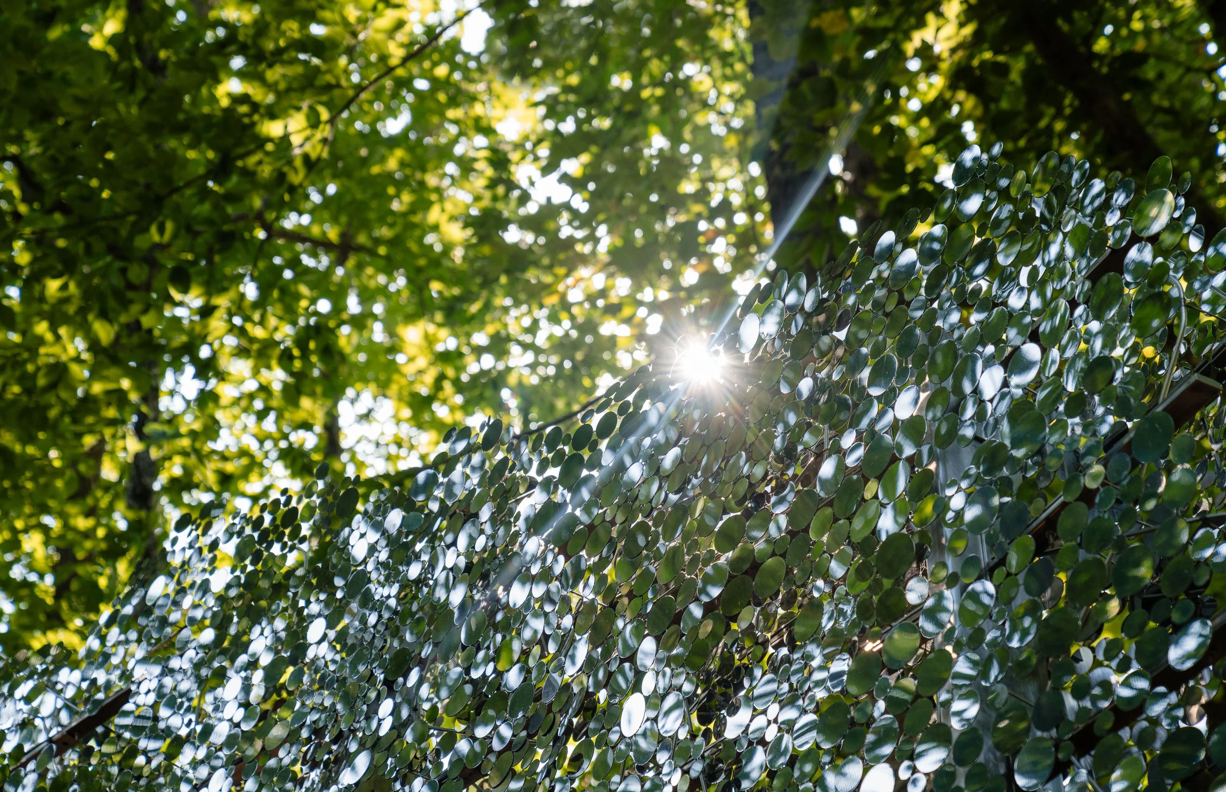 shotz-scattering screen.jpg