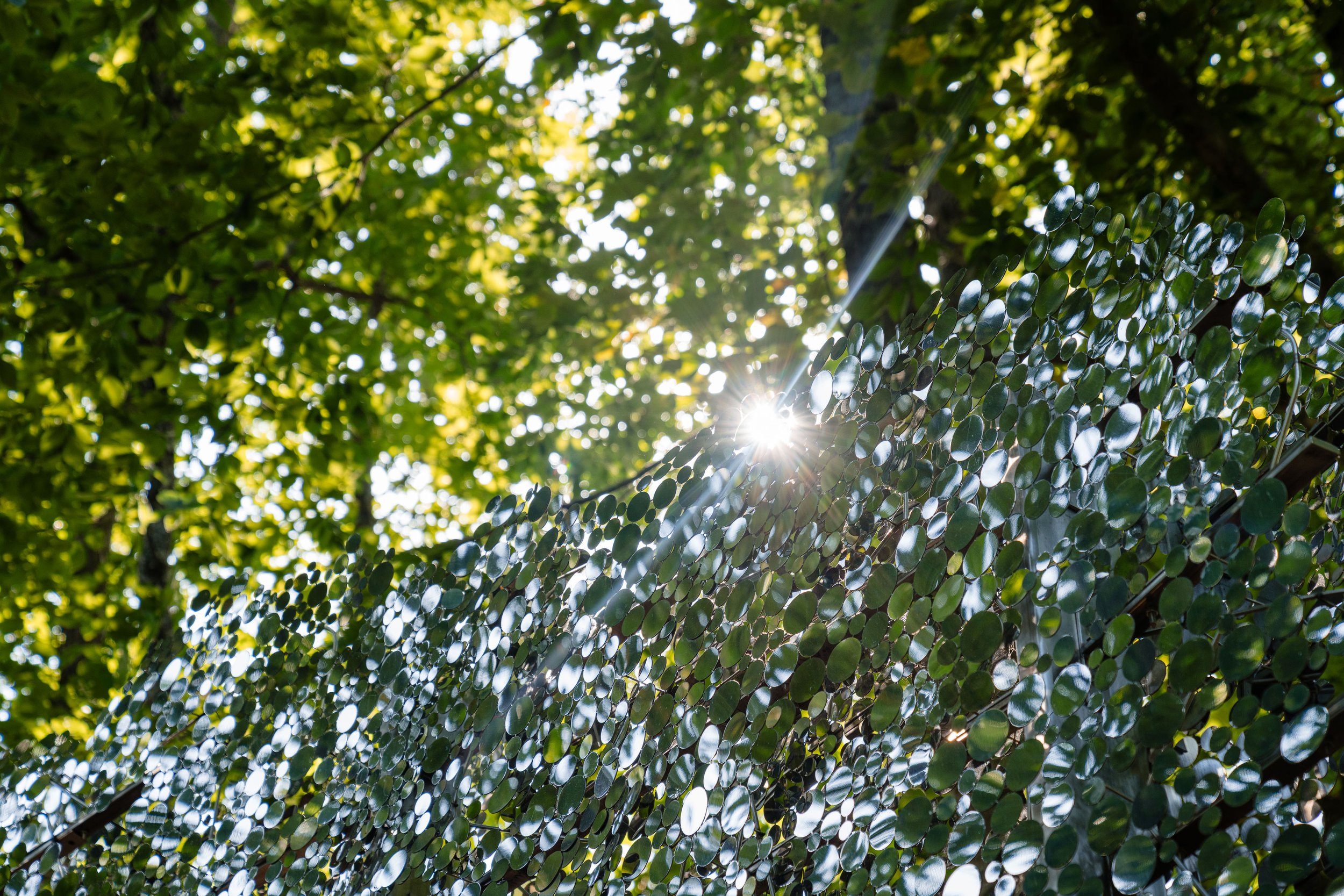 Scattering_Screen-06986.jpg