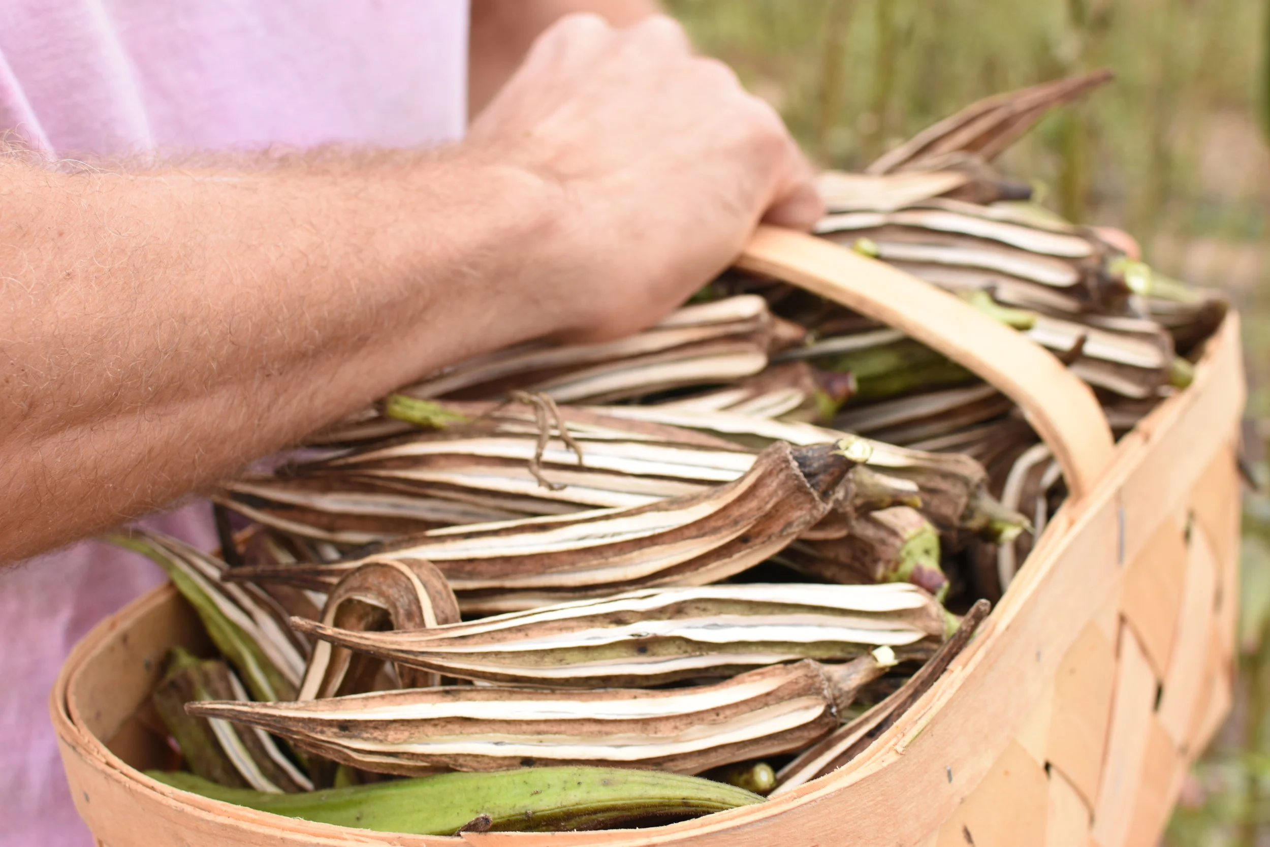 Sowing Seeds of Faith