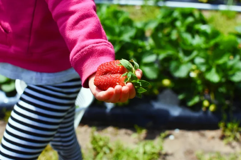 strawberries 3.jpg