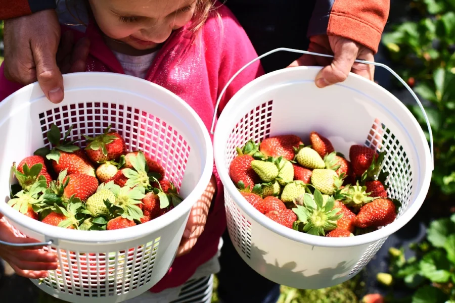 strawberries 8.jpg