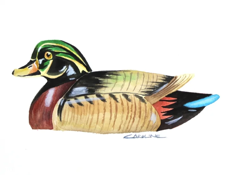 woodduckdecoy.jpg