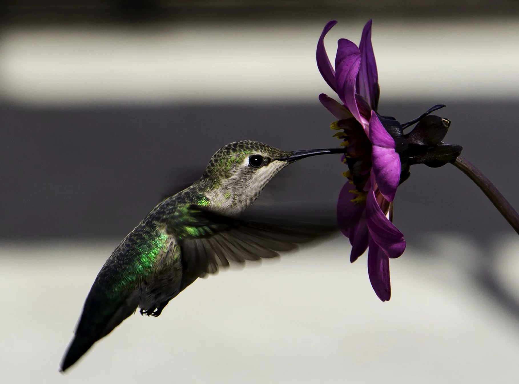 Los Angeles Travel LA Arboretum Hummingbird Close Up.jpg