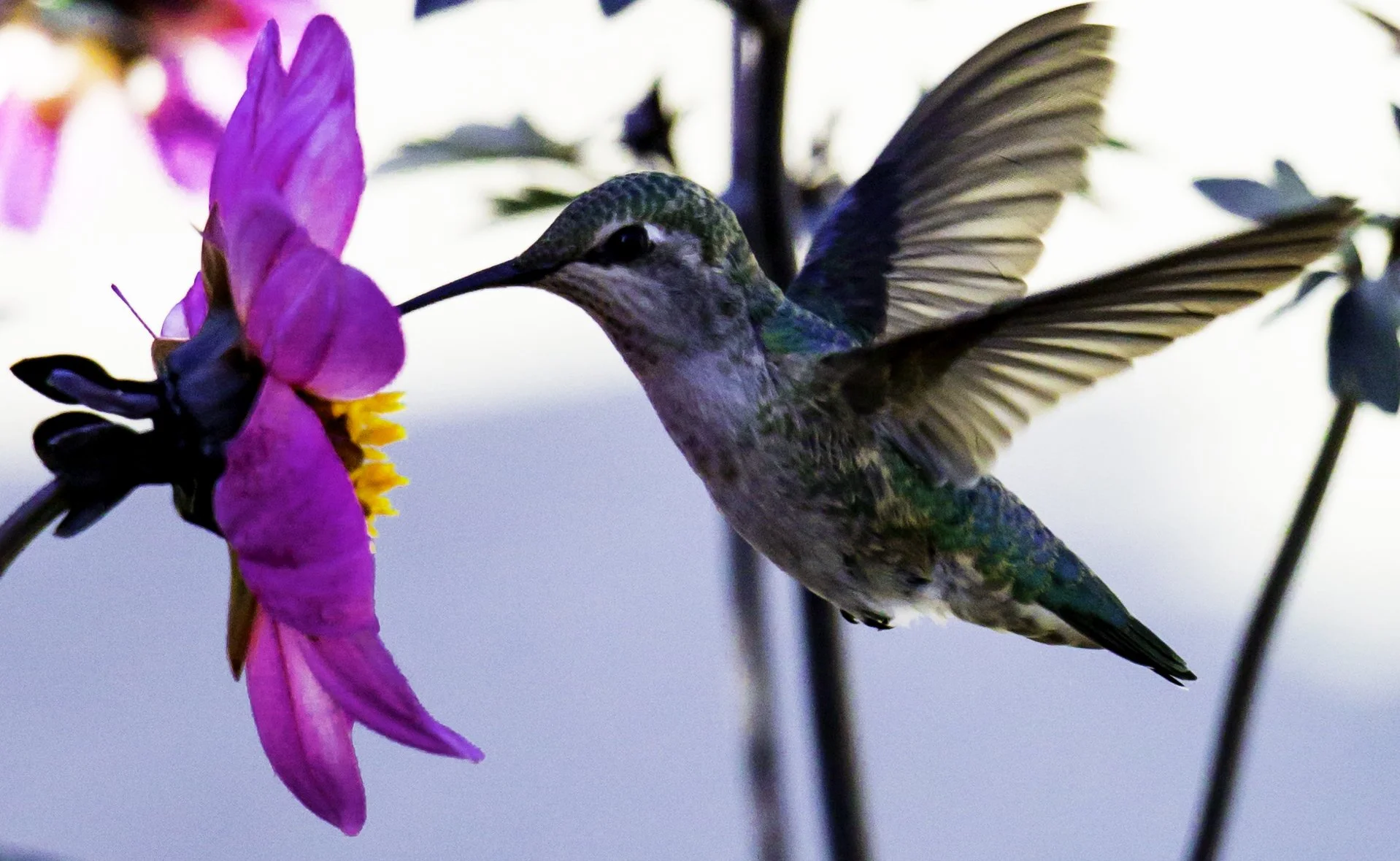 Los Angeles Travel LA Arboretum Hummingbird Close Up 2.jpg