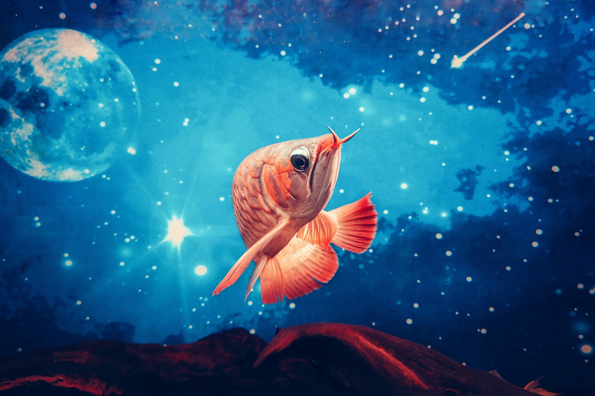 The Perfect Book for a Pisces Sun
