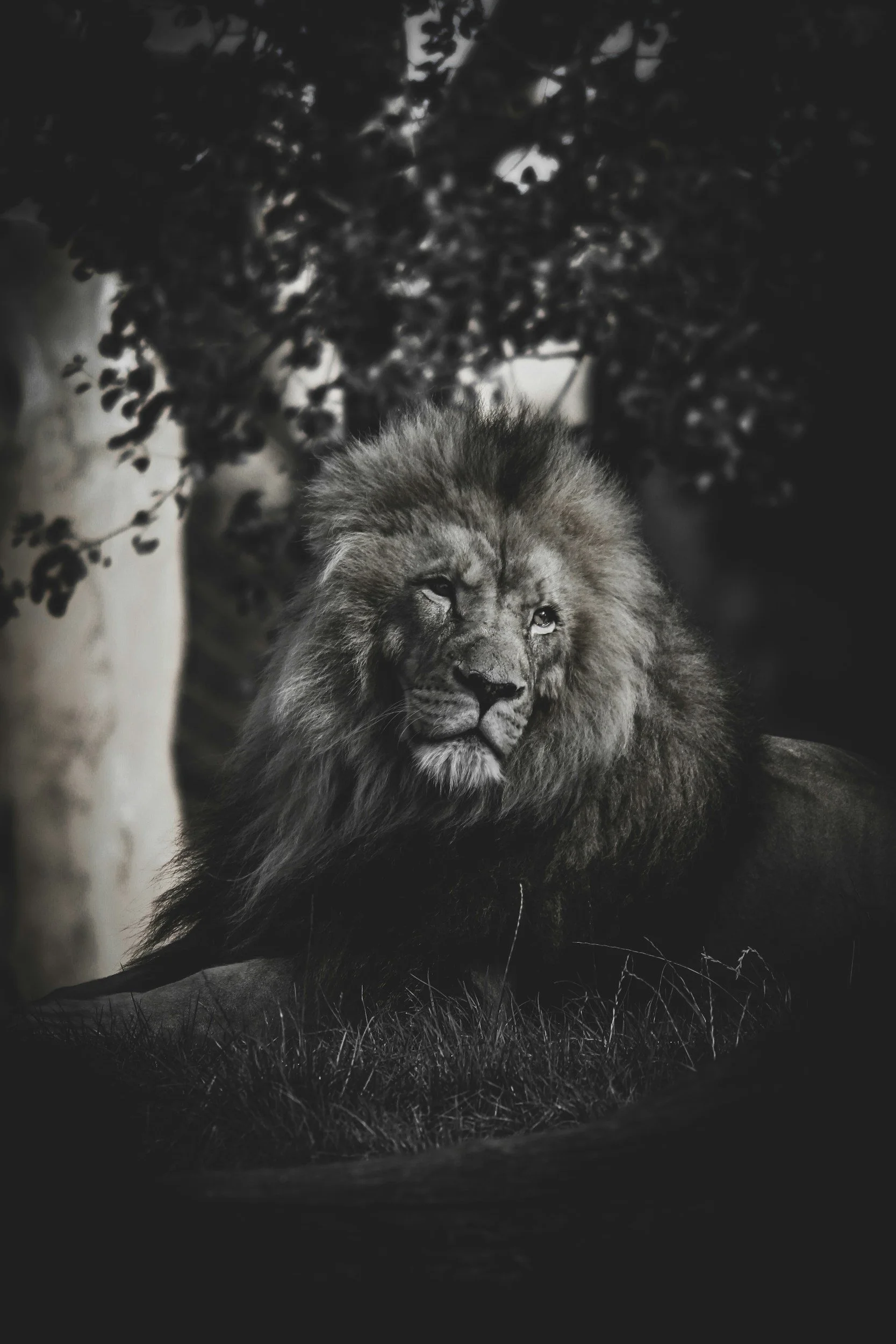 The Perfect Book for a Leo Moon