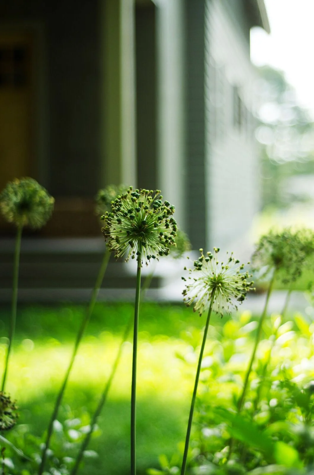 Brunswick Woodland Garden