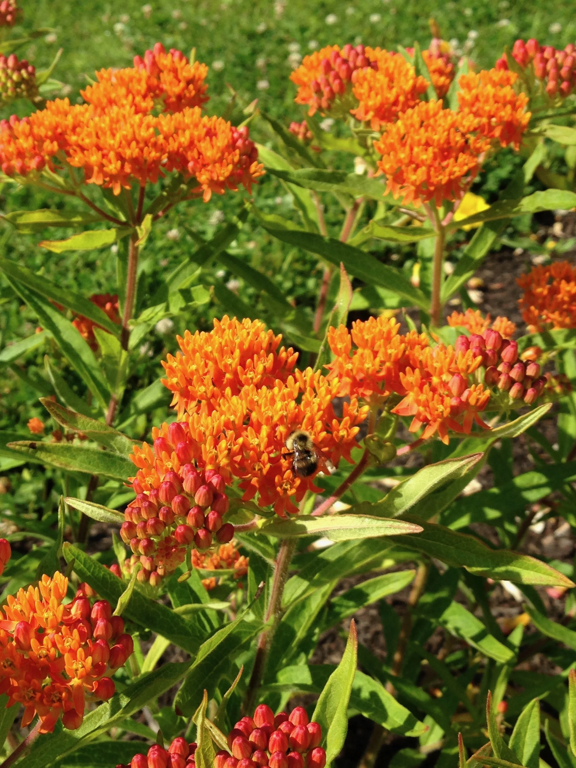 Asclepias tuberosa.jpg