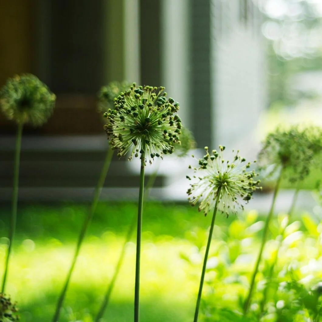 Allium-Seed.jpeg