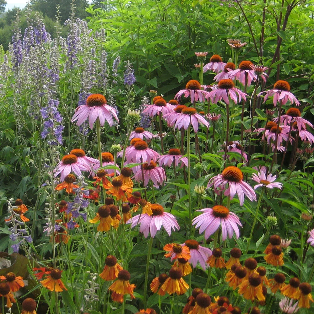 echinacea.jpg