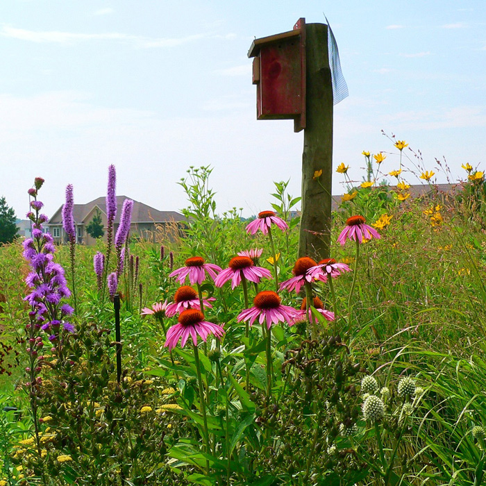 birdhouse_SQ.jpg