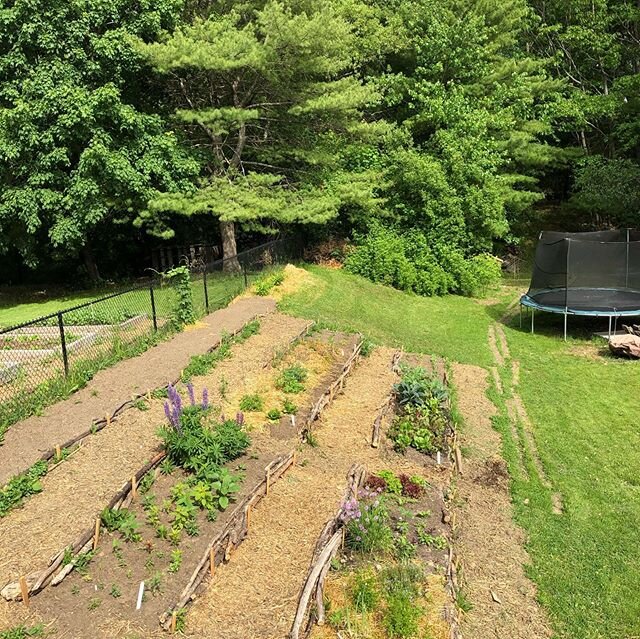 Did you know that Larkspur Design offers installation coaching for Permaculture projects? Utilizing her south facing hill to grow food, flowers, and medicine this Portland client installed terraces to slow down and capture water flowing down the slop