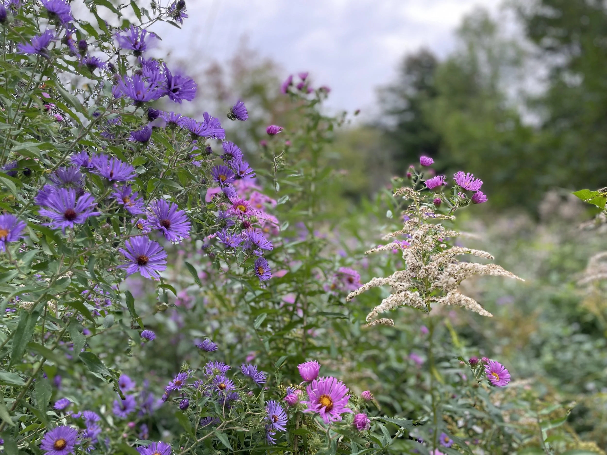Aster & Goldenrod.jpeg