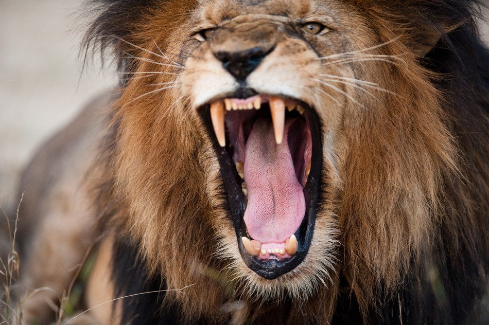 angry-roaring-lions - Copy.jpg